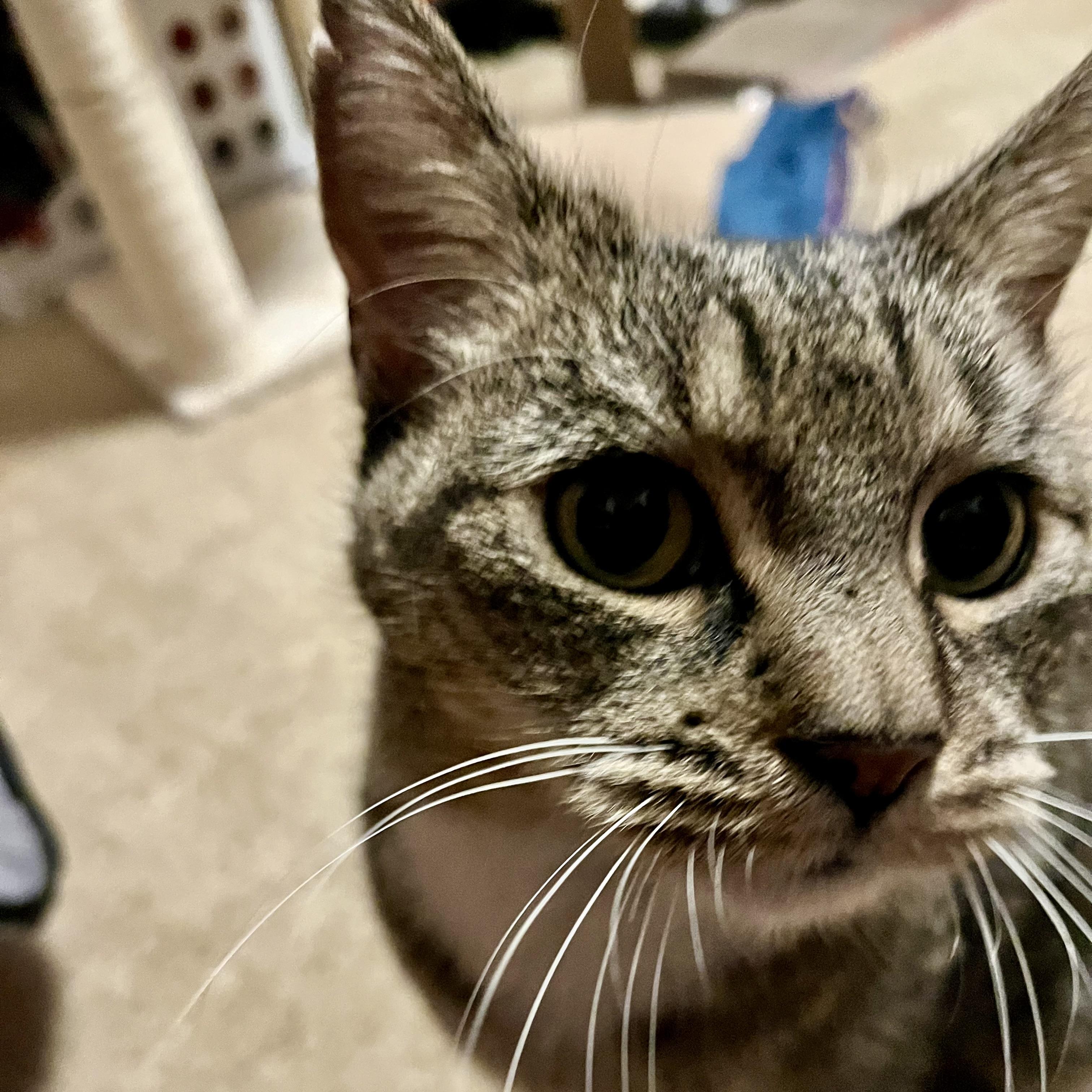 Snickerdoodle, a Adopted Tabby in Albany, NY image 6/6