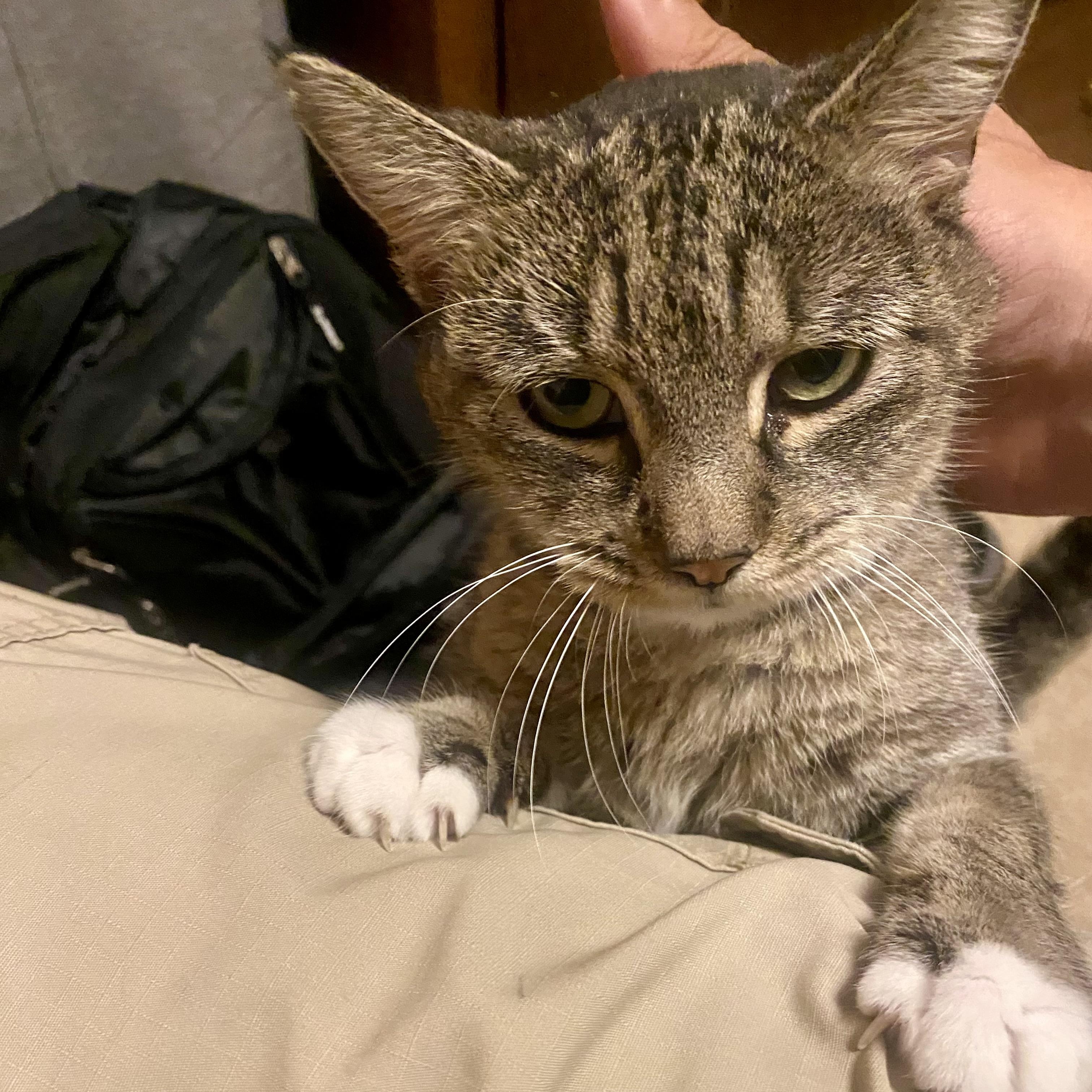 Snickerdoodle, a Adopted Tabby in Albany, NY image 3/6