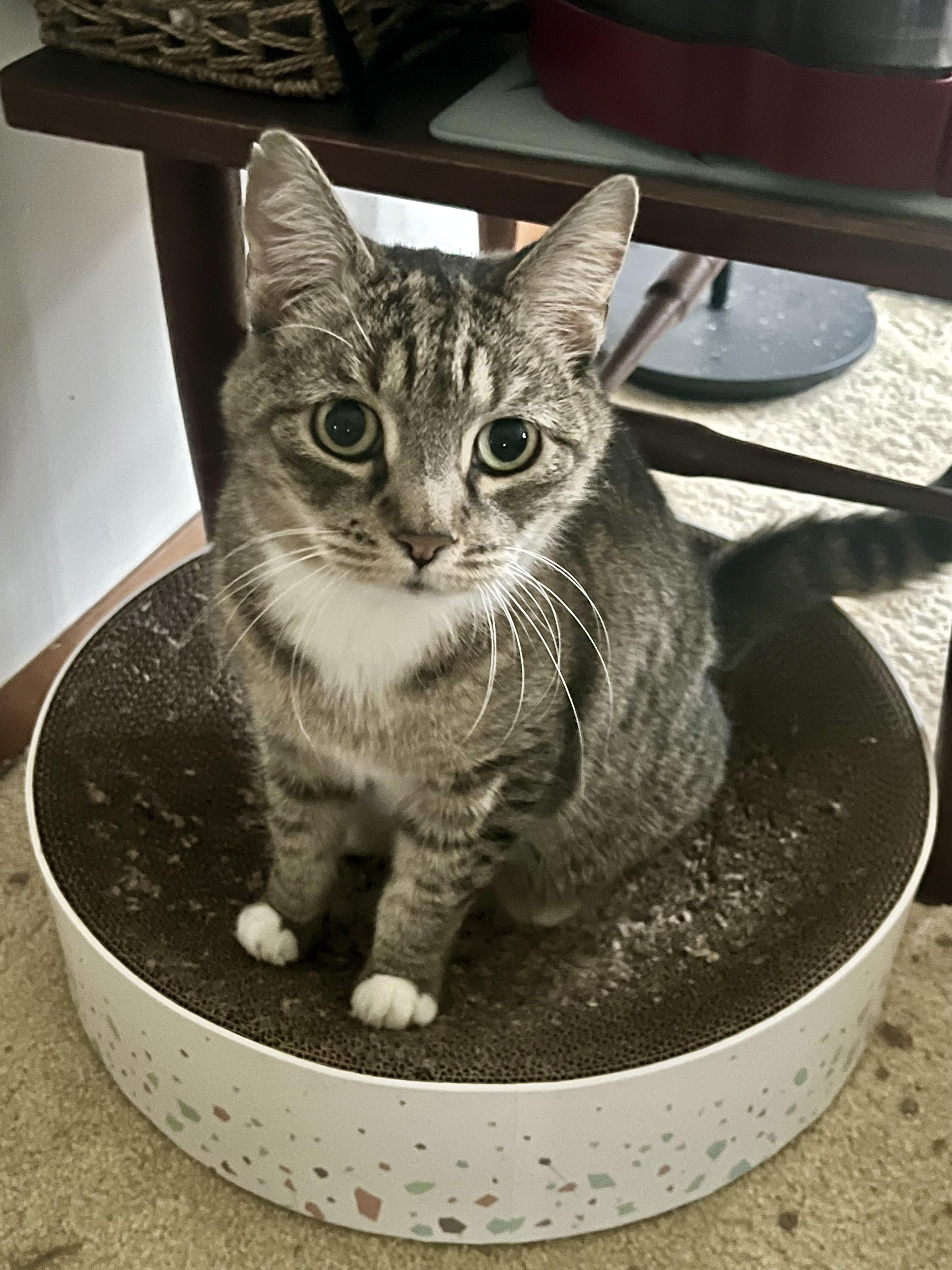 Snickerdoodle, Adopted, Adult Female Tabby.