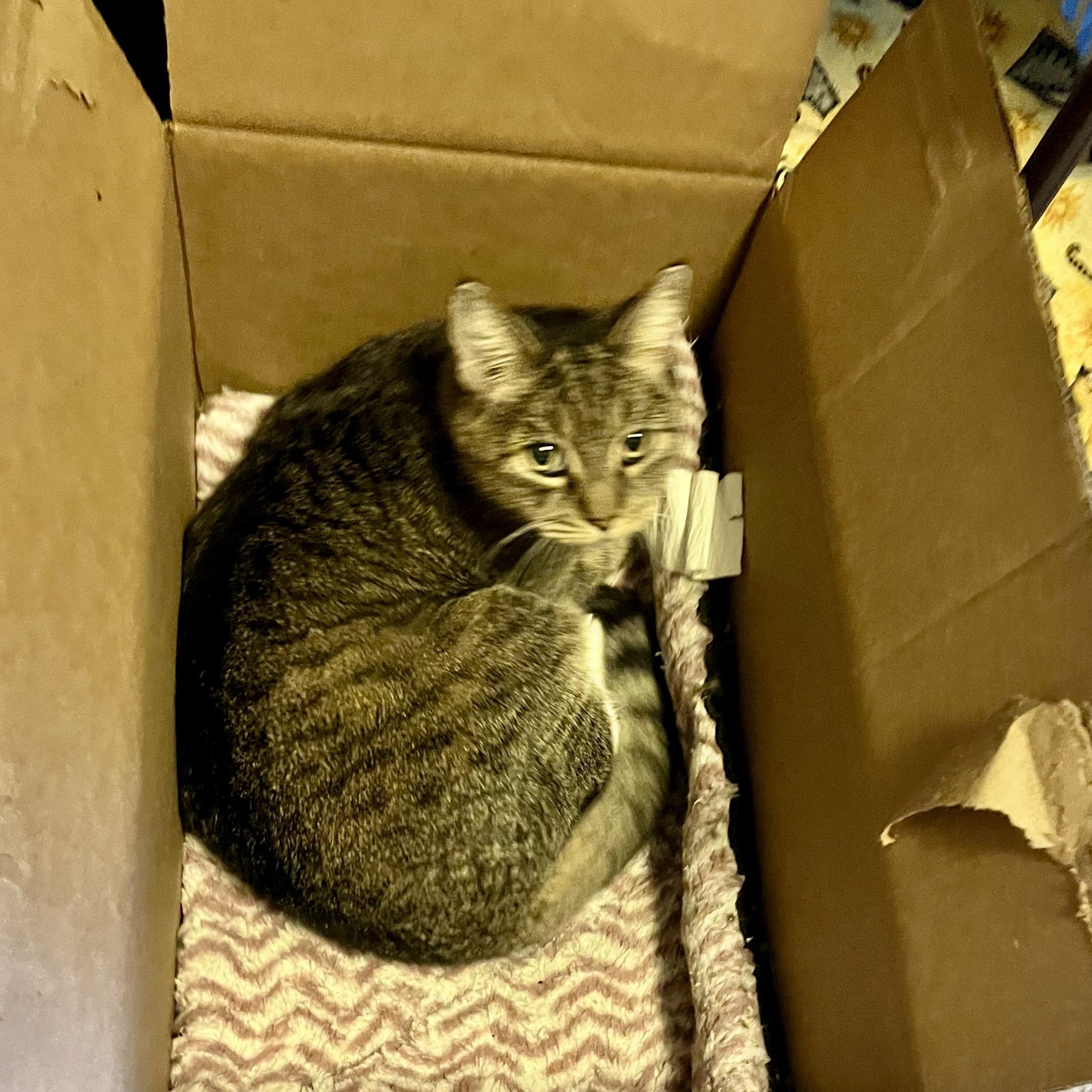 Snickerdoodle, a Adopted Tabby in Albany, NY image 2/6