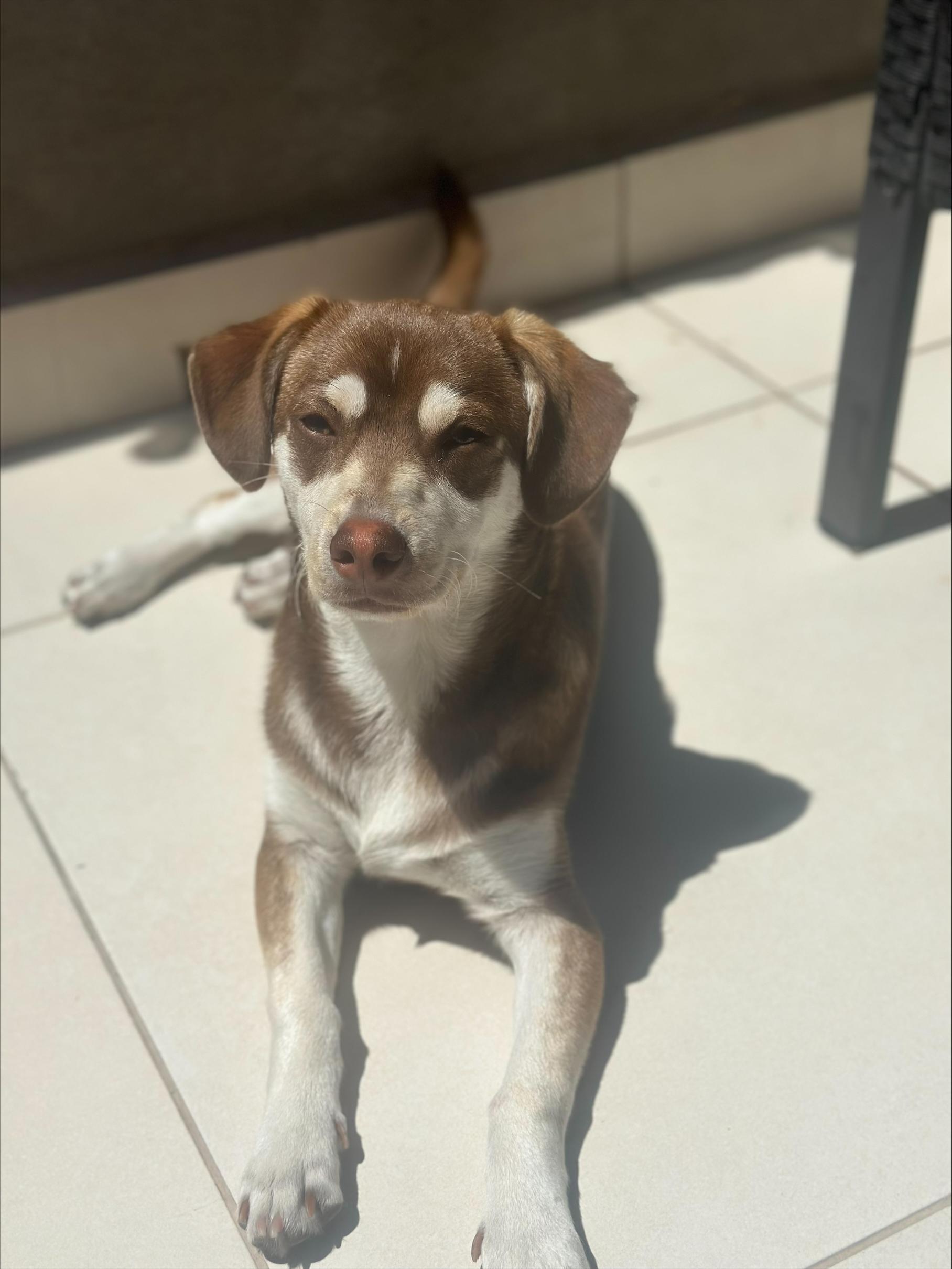 Enlarge Ringo, an adopted mixed breed in San Diego, CA image 3/6