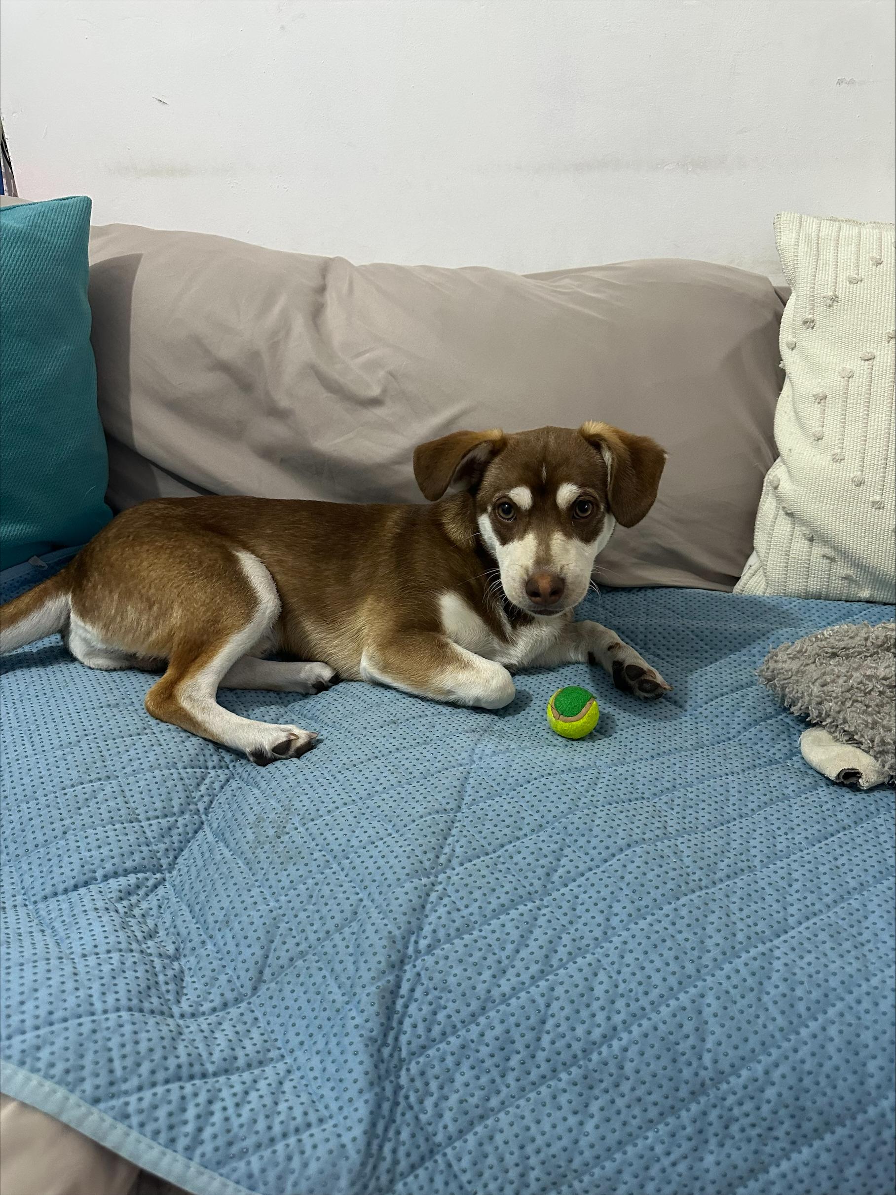 Enlarge Ringo, an adopted mixed breed in San Diego, CA image 6/6