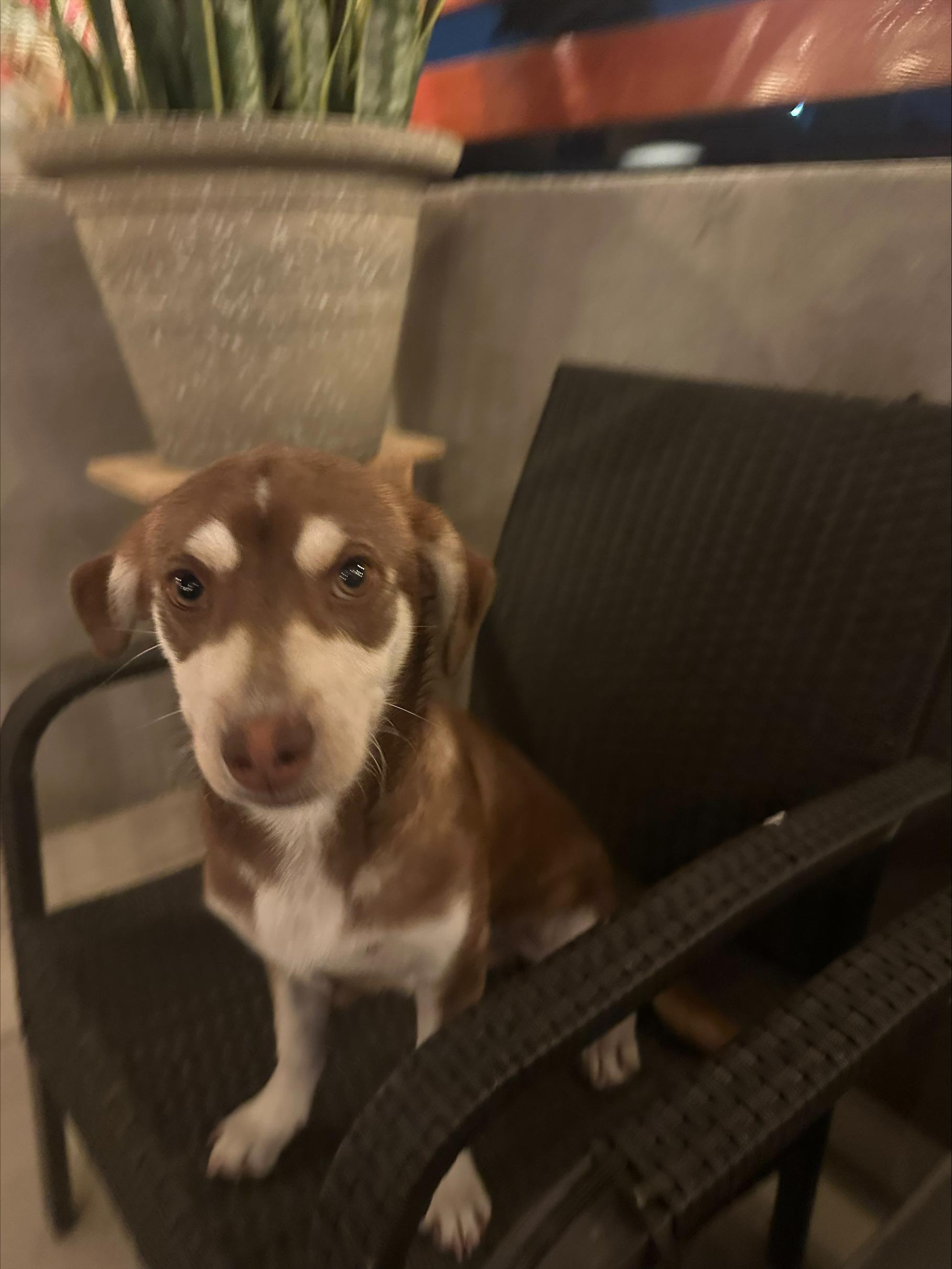 Enlarge Ringo, an adopted mixed breed in San Diego, CA image 5/6