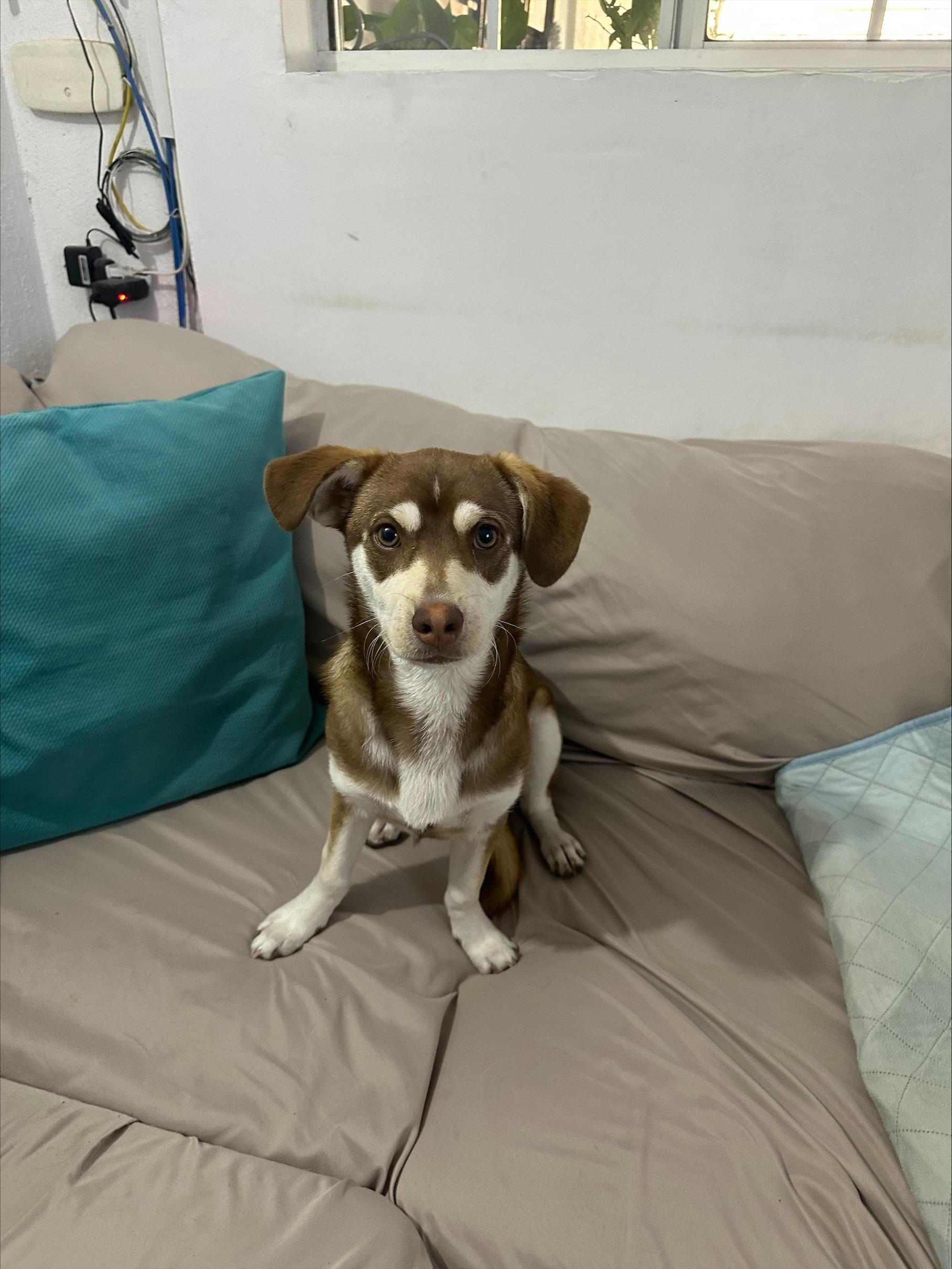 Enlarge Ringo, an adopted mixed breed in San Diego, CA image 4/6
