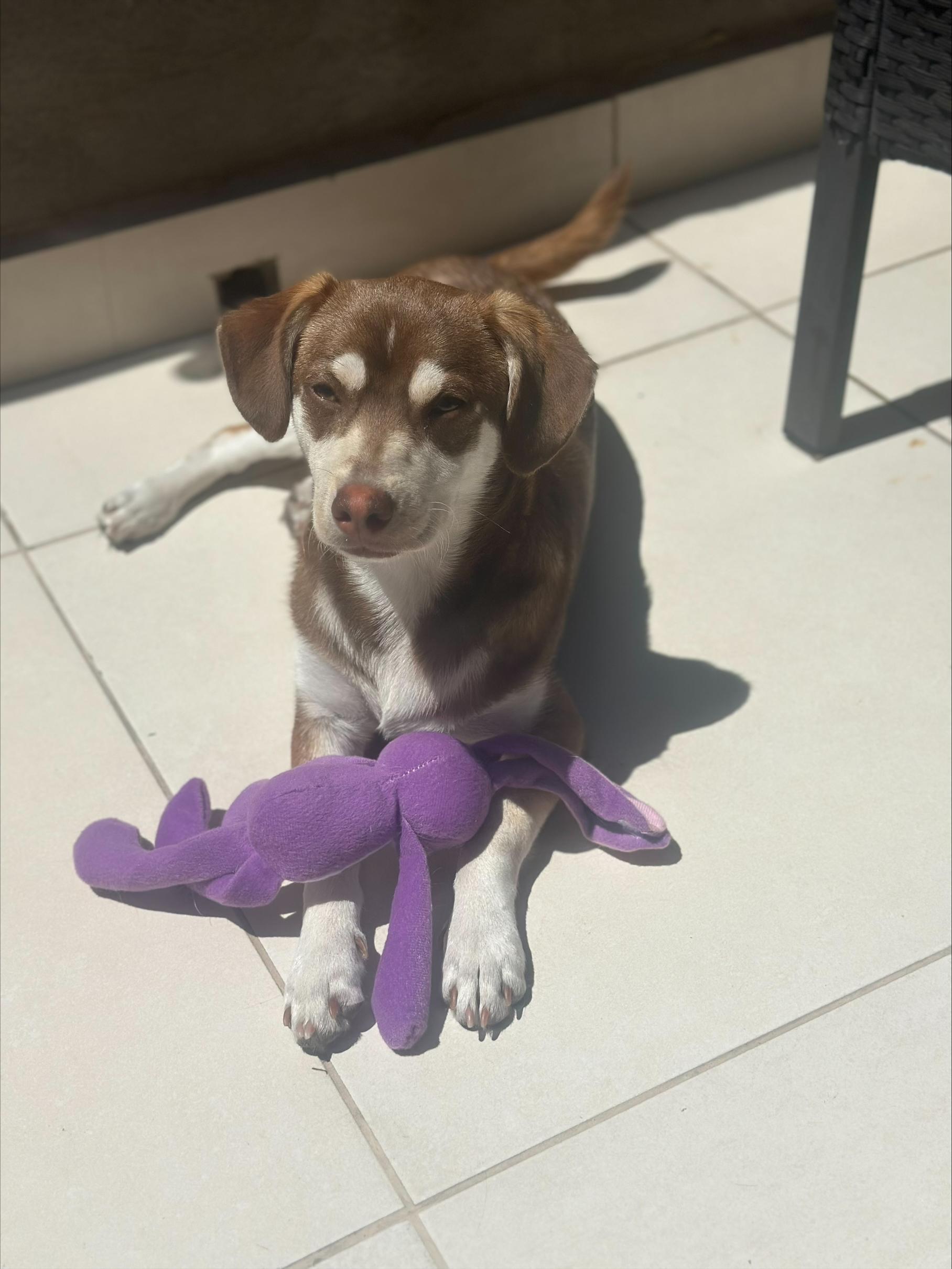 Ringo, adopted, Puppy Male Beagle.