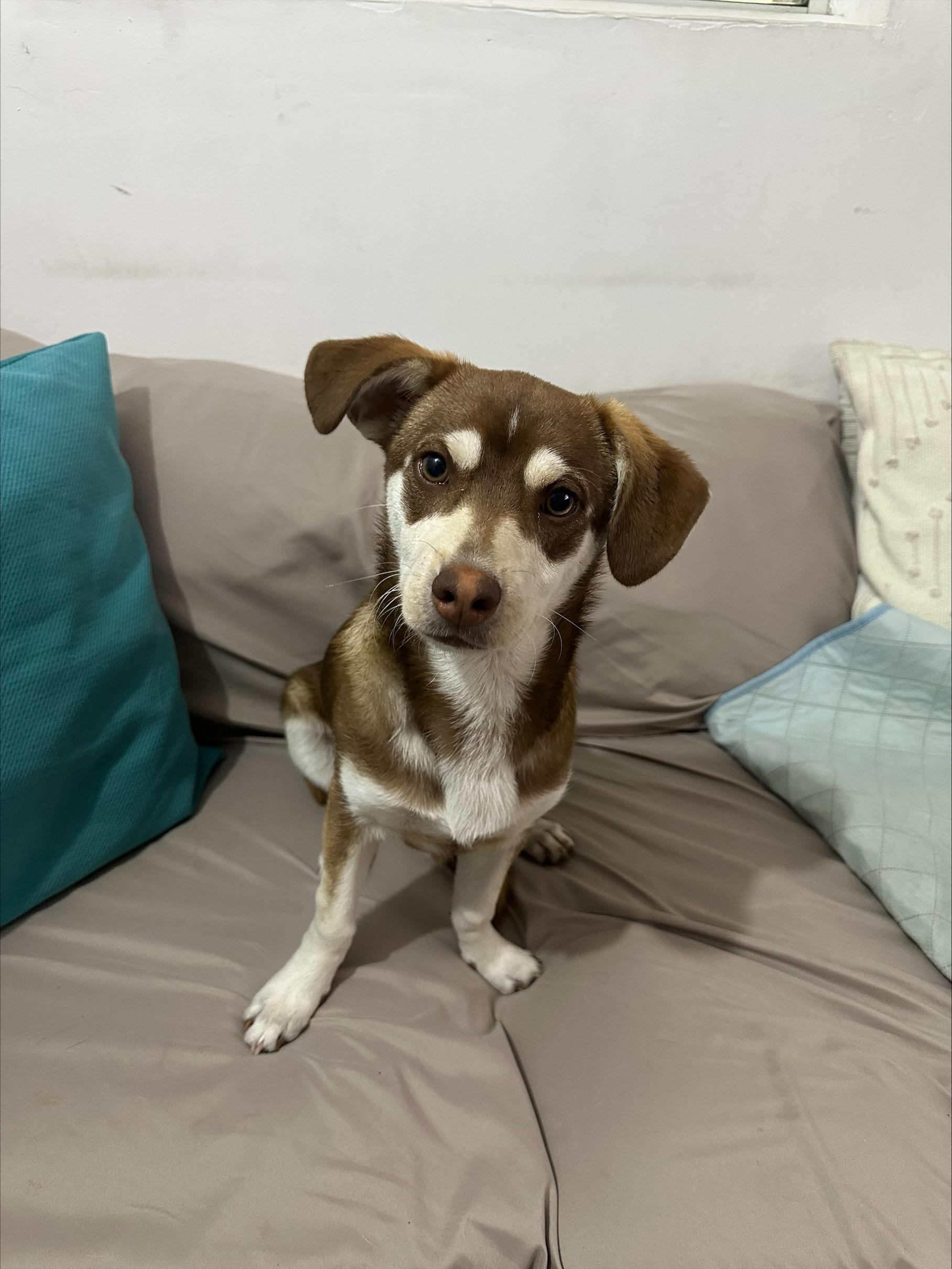 Enlarge Ringo, an adopted mixed breed in San Diego, CA image 2/6