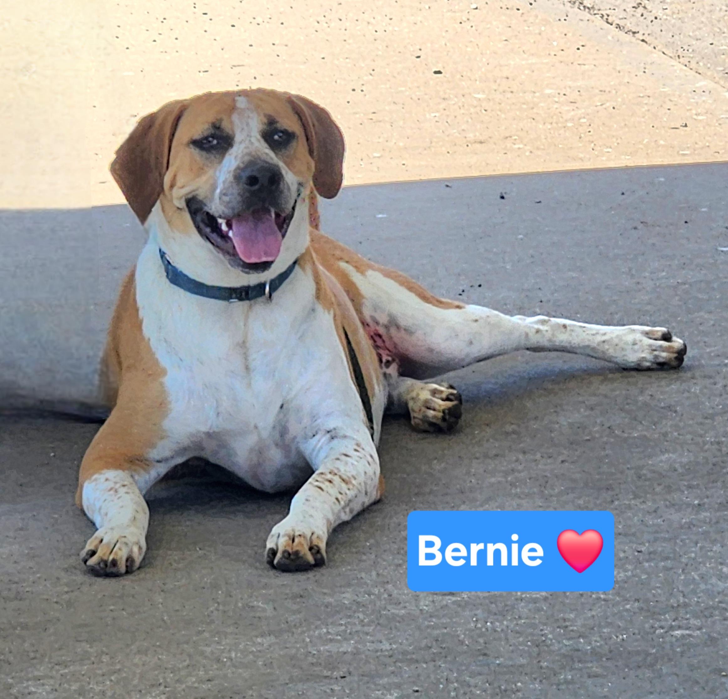 Enlarge Bernie, an adoptable mixed breed in Clinton, MO image 2/3