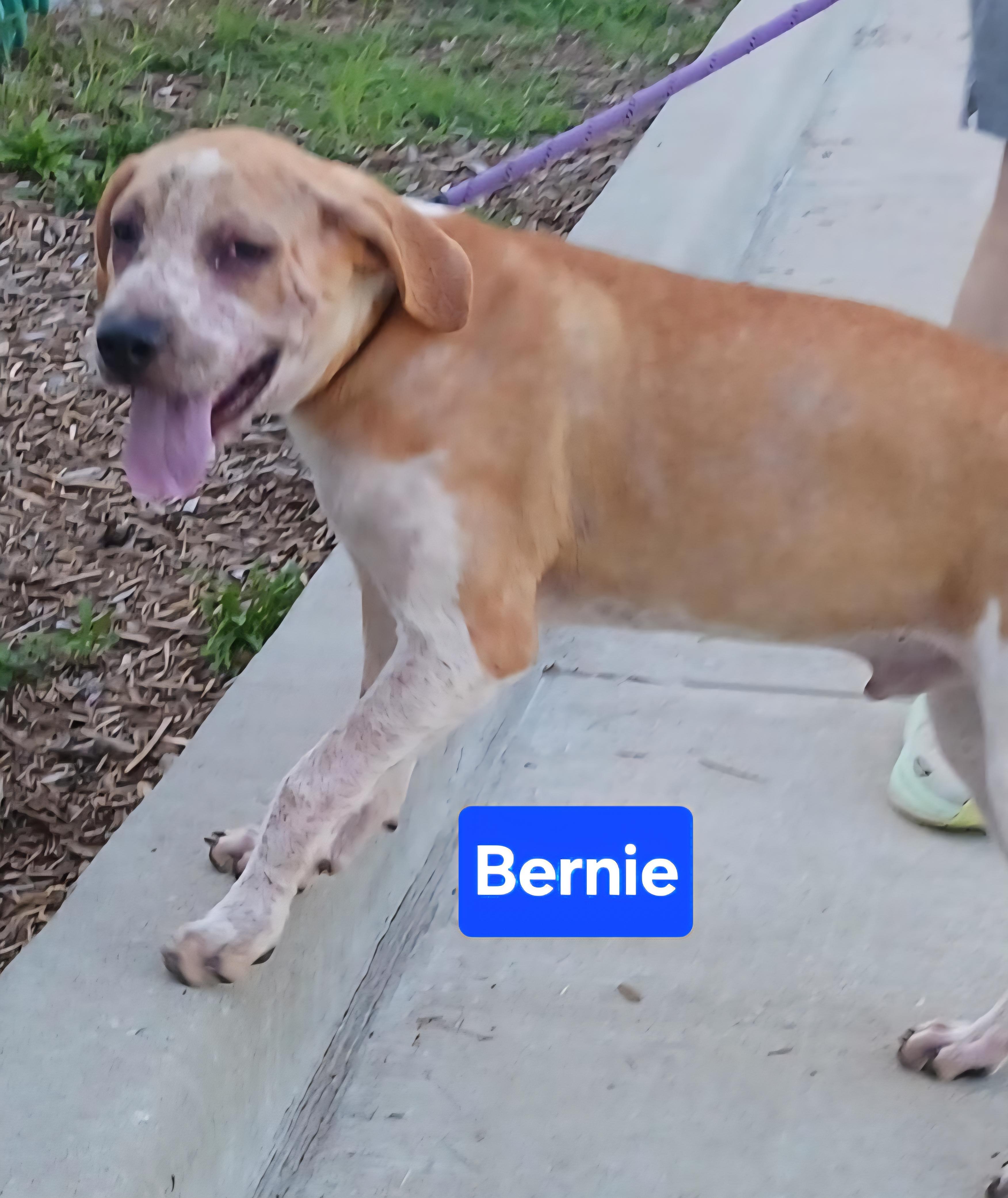 Bernie, adoptable, Young Male Hound & American Bulldog.