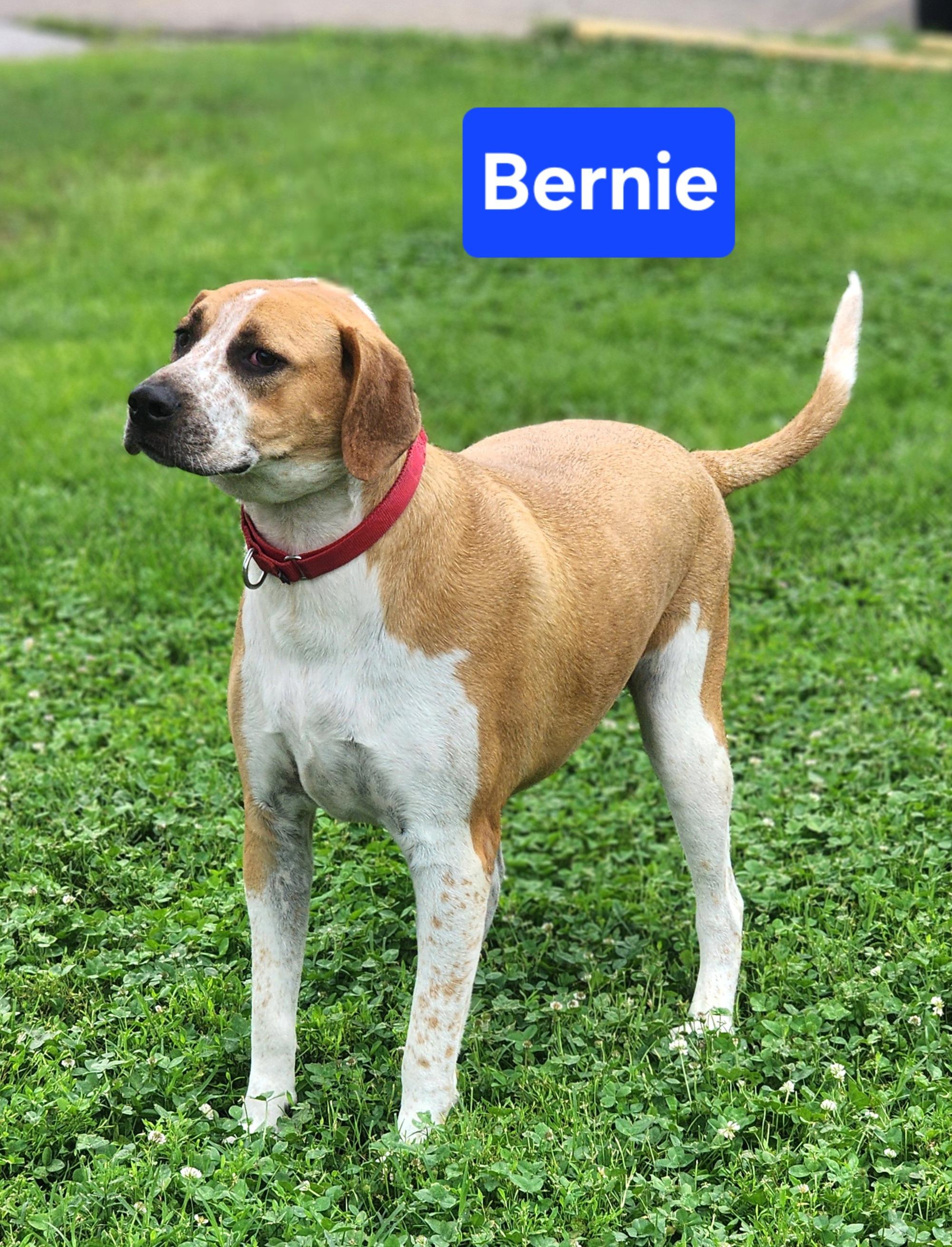 Enlarge Bernie, an adoptable mixed breed in Clinton, MO image 1/3
