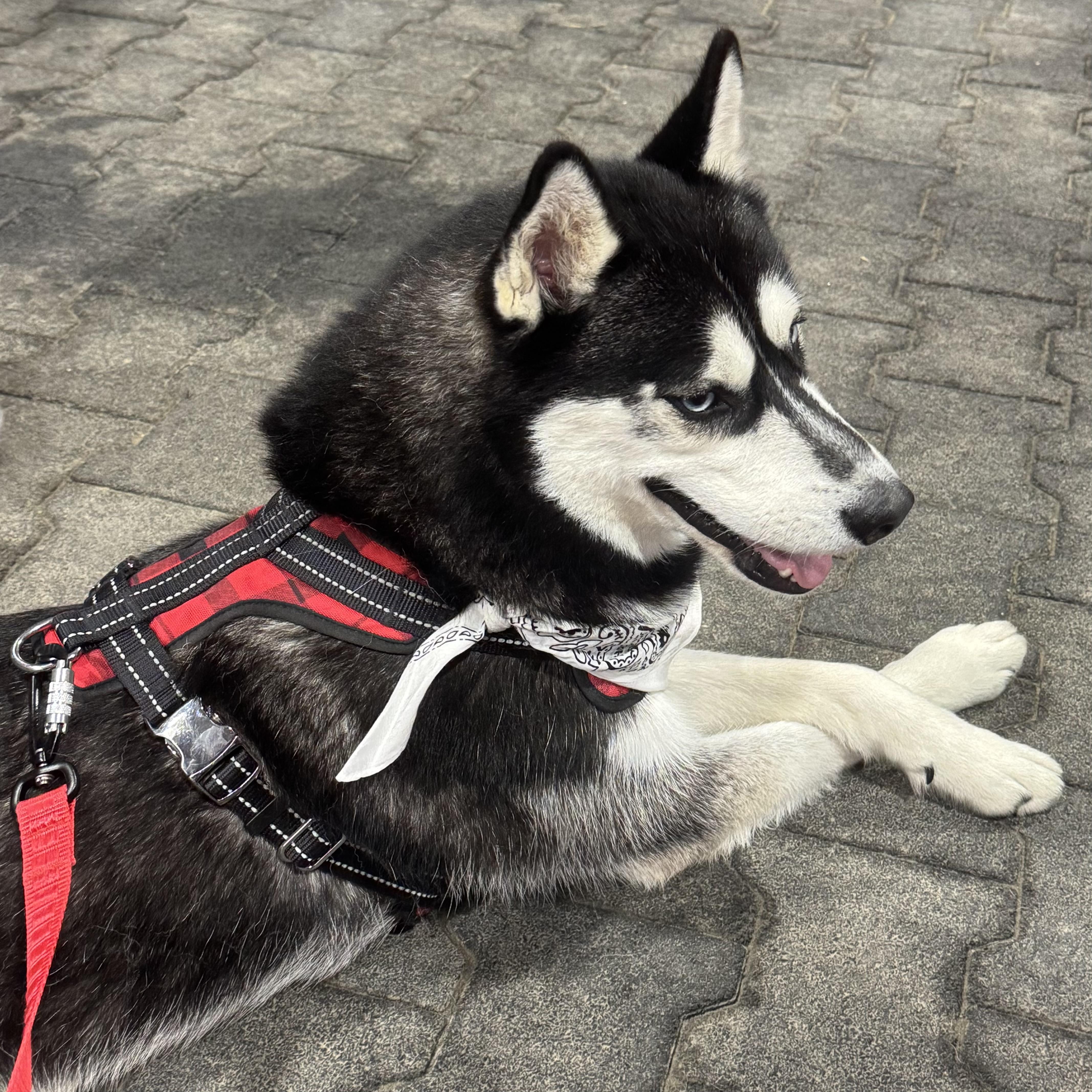 Enlarge SITKA—URGENT, a Adopted Siberian Husky in Wilmington, OH image 3/6