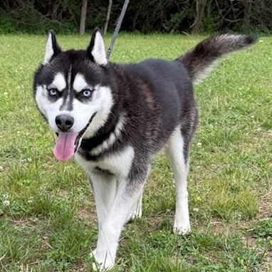 SITKA-URGENT, ADOPTABLE, Young Male Siberian Husky.