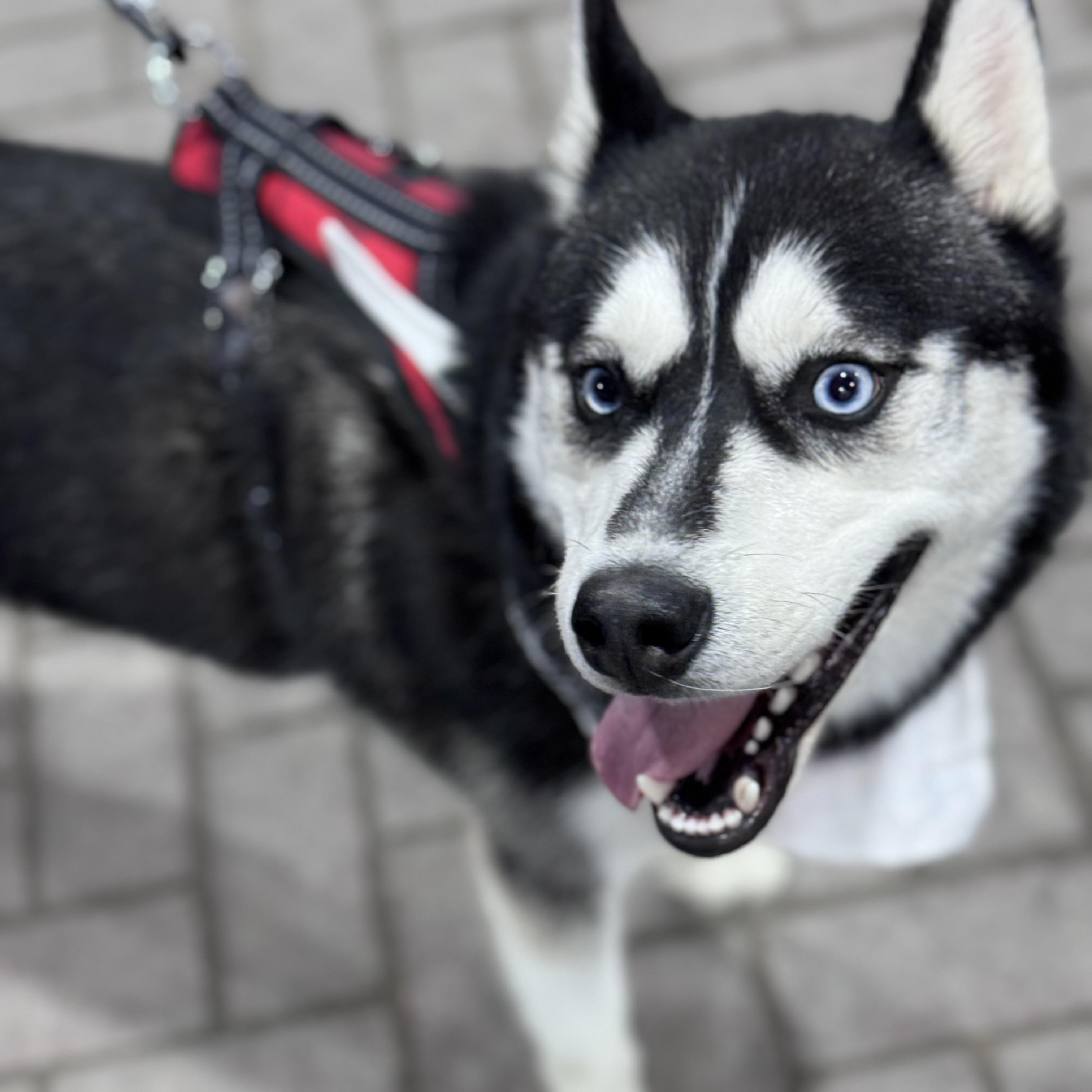Enlarge SITKA—URGENT, a Adopted Siberian Husky in Wilmington, OH image 2/6