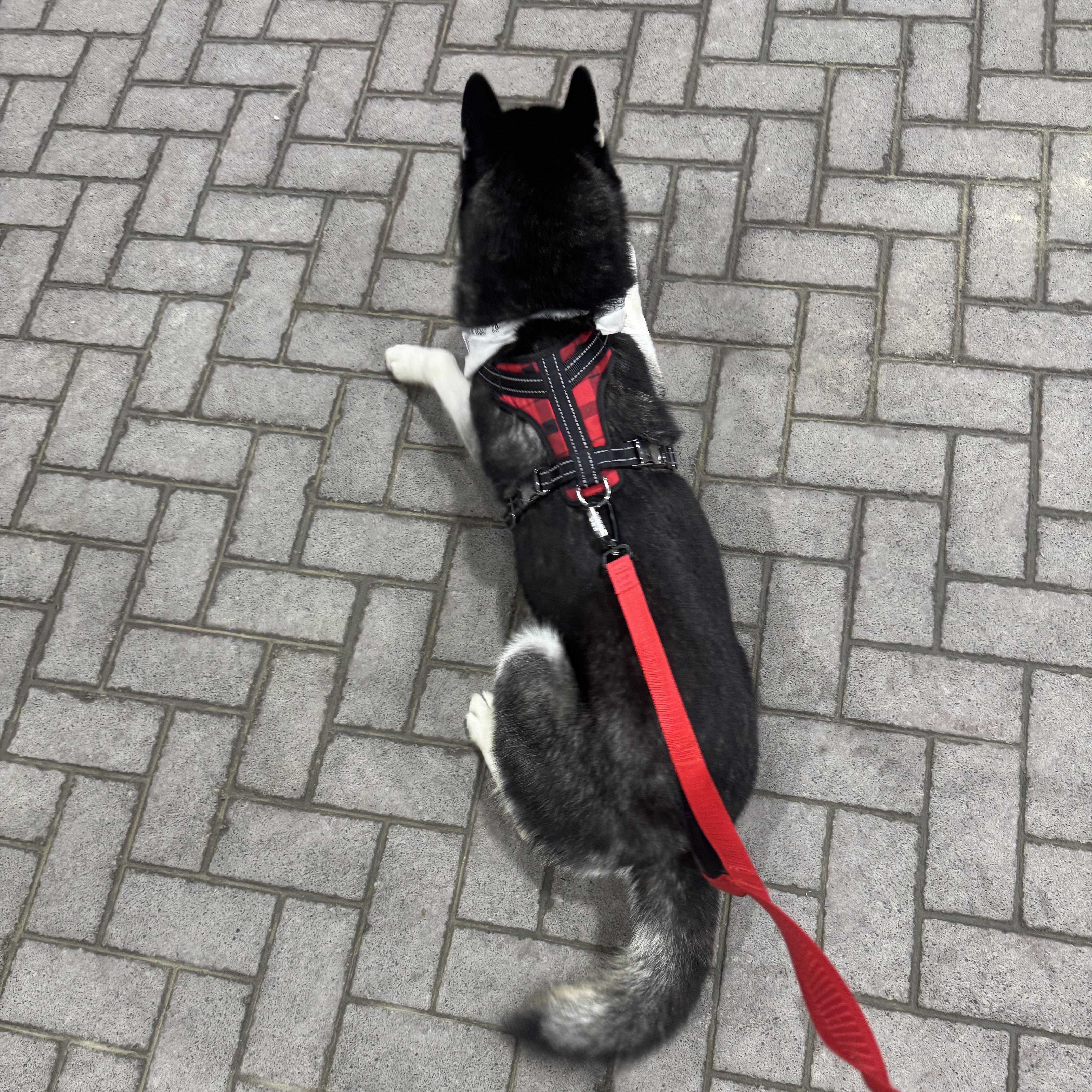 Enlarge SITKA—URGENT, a Adopted Siberian Husky in Wilmington, OH image 6/6