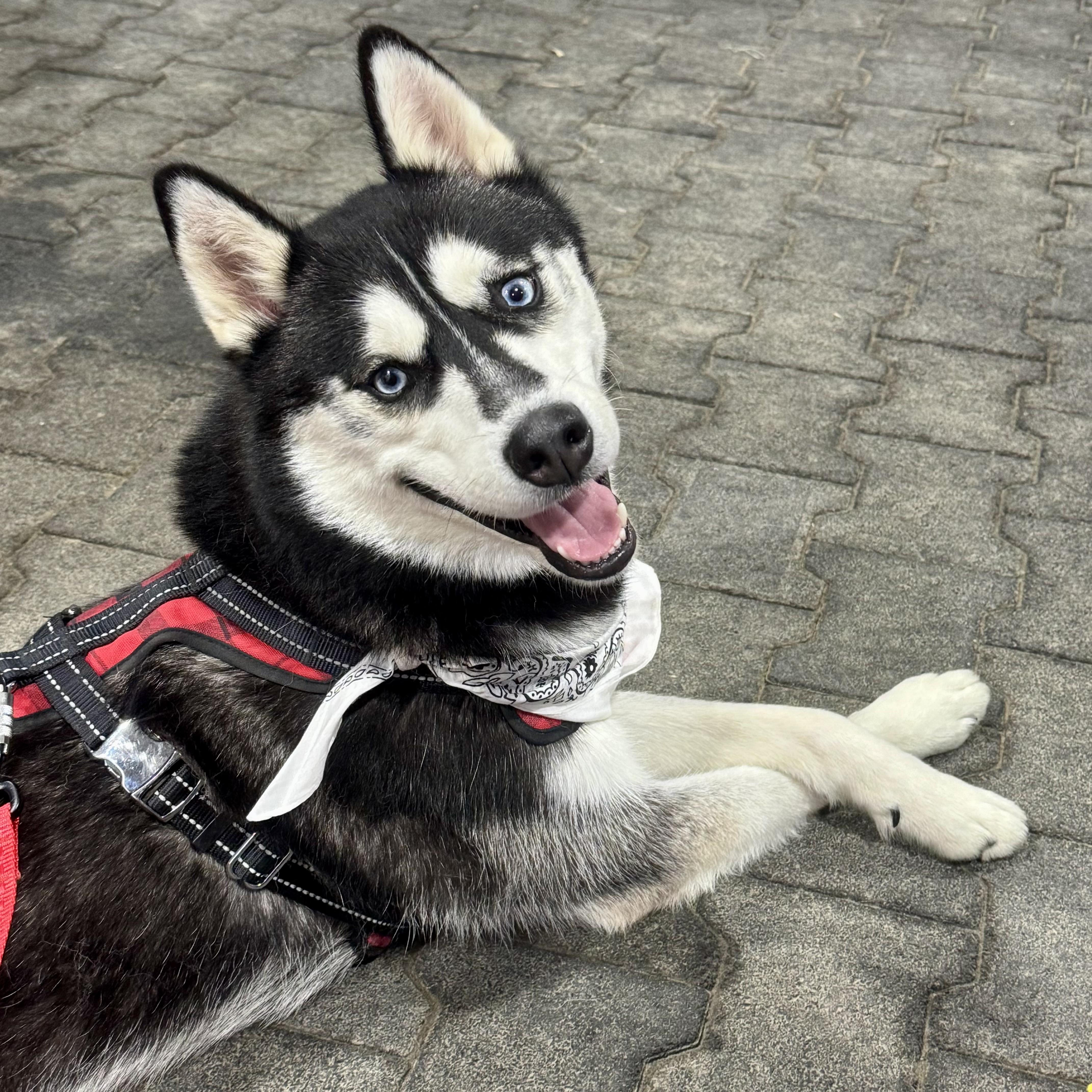 SITKA—URGENT, Adopted, Young Male Siberian Husky.