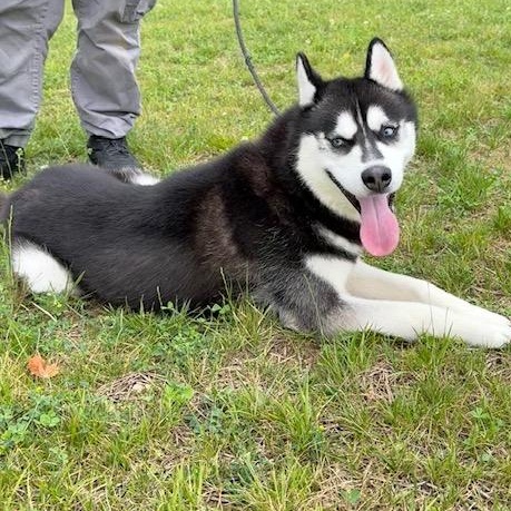 SITKA, ADOPTABLE, Young Male Siberian Husky.
