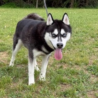 Enlarge SITKA, a ADOPTABLE Siberian Husky in Wilmington, OH image 4/4