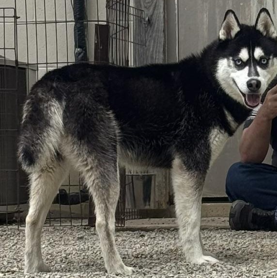 Enlarge SITKA, a ADOPTABLE Siberian Husky in Wilmington, OH image 1/1