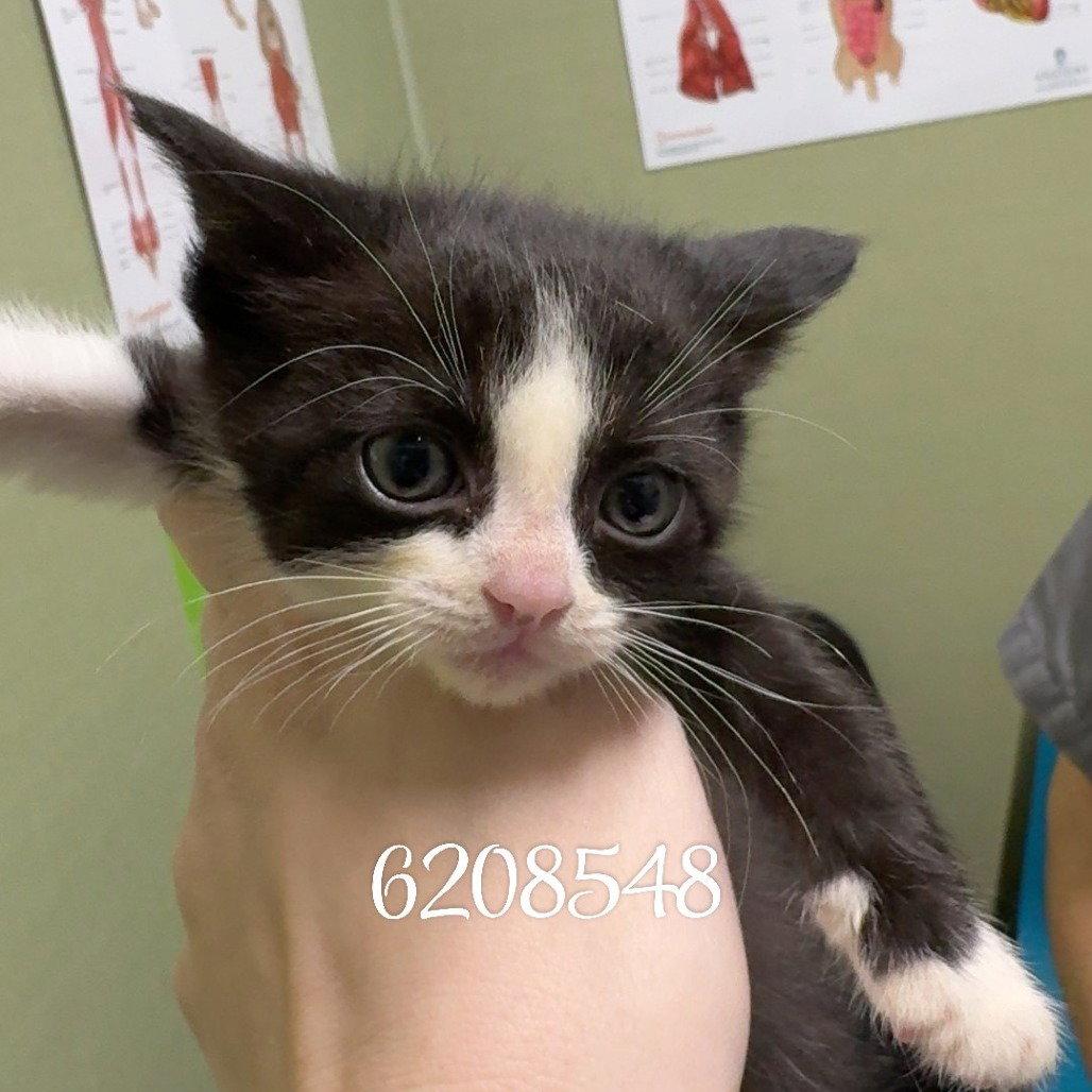 ROSARIA, Adopted, Kitten Female Domestic Short Hair.