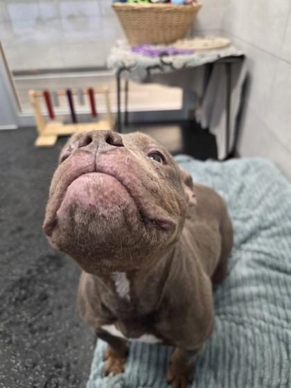 Misty, a Adoptable mixed breed in Scotia, NY image 1/2