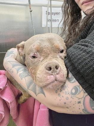 Misty, a Adoptable mixed breed in Scotia, NY image 2/2