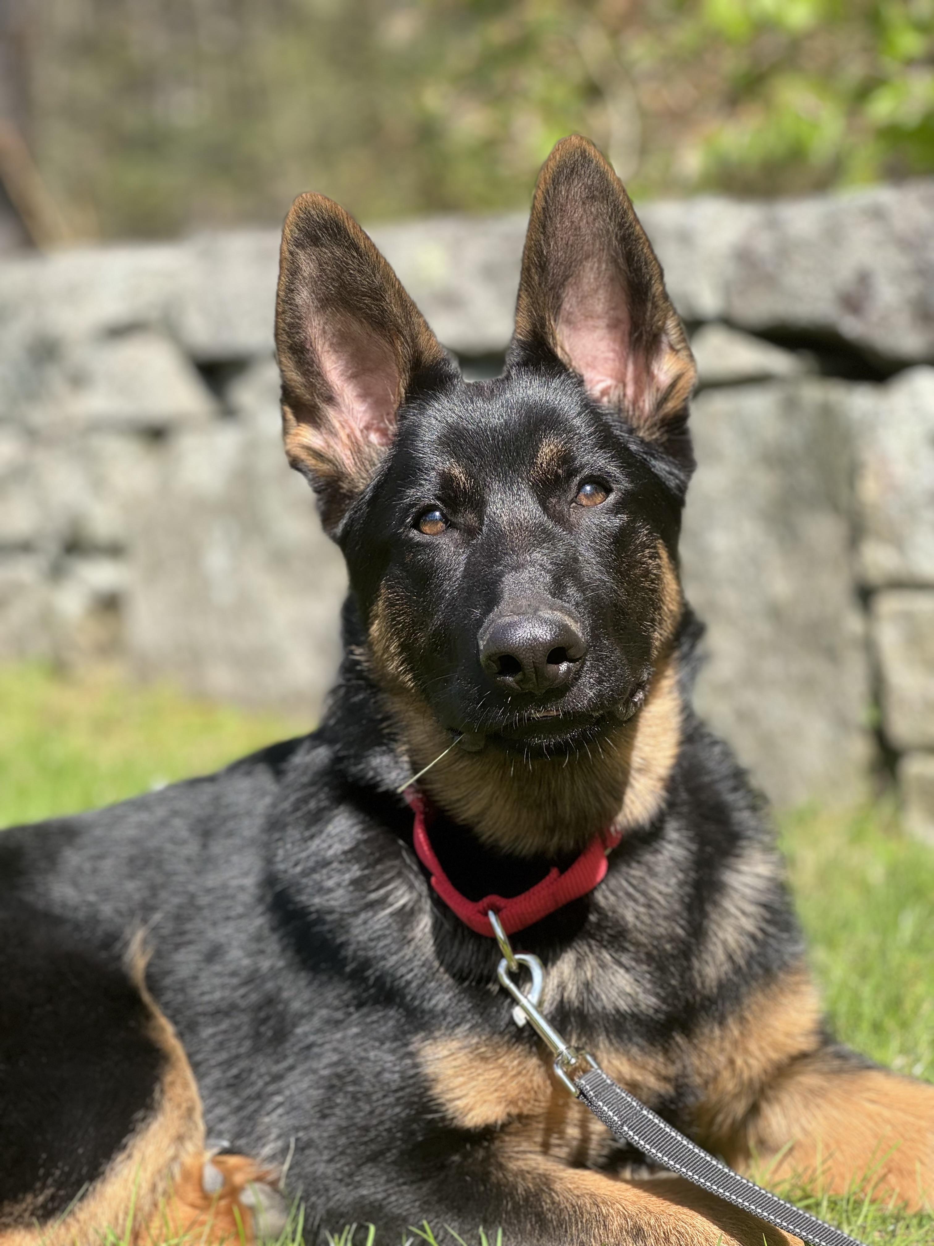 Enlarge Axel, a ADOPTABLE German Shepherd Dog in Nutting Lake, MA image 6/6