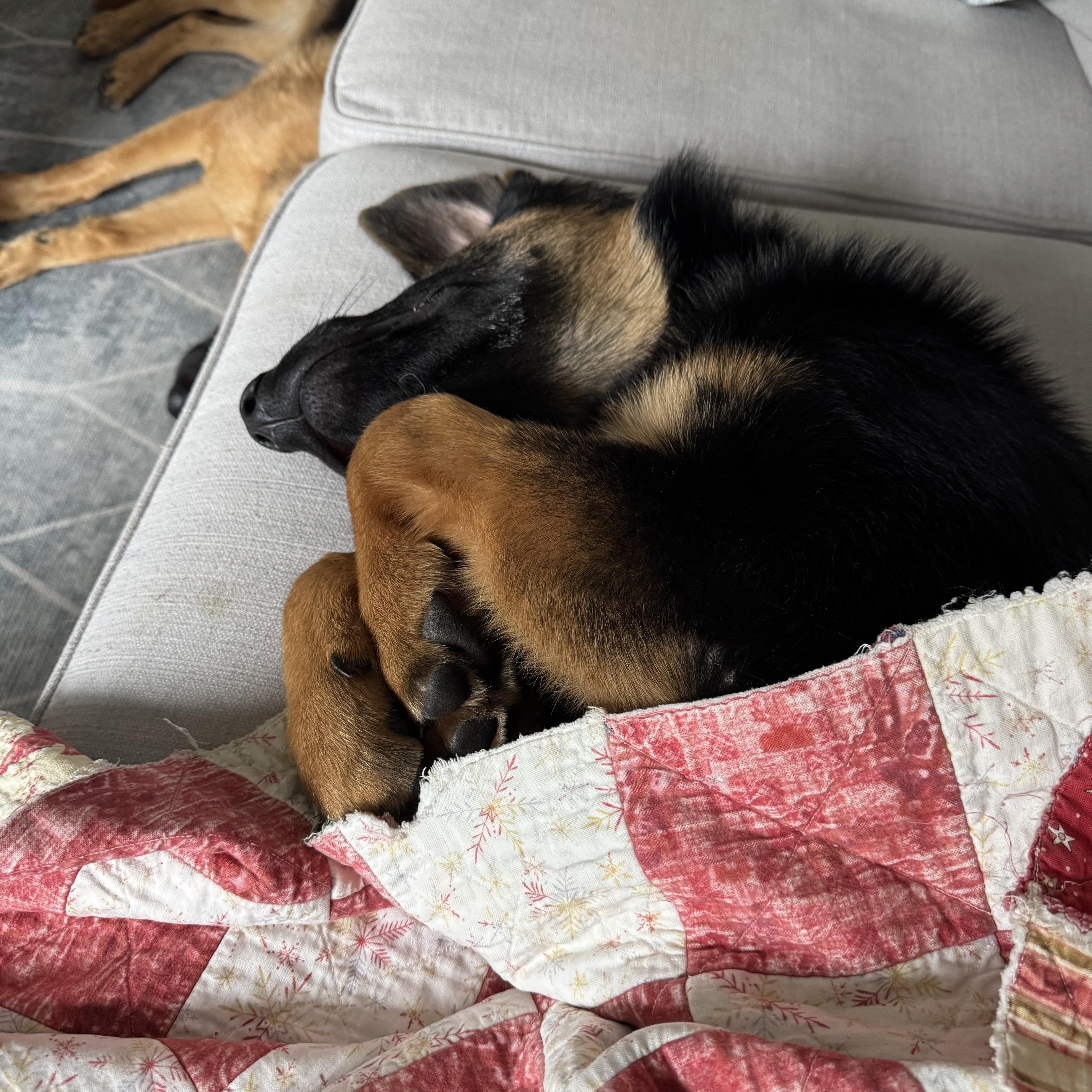 Enlarge Axel, a ADOPTABLE German Shepherd Dog in Nutting Lake, MA image 3/6