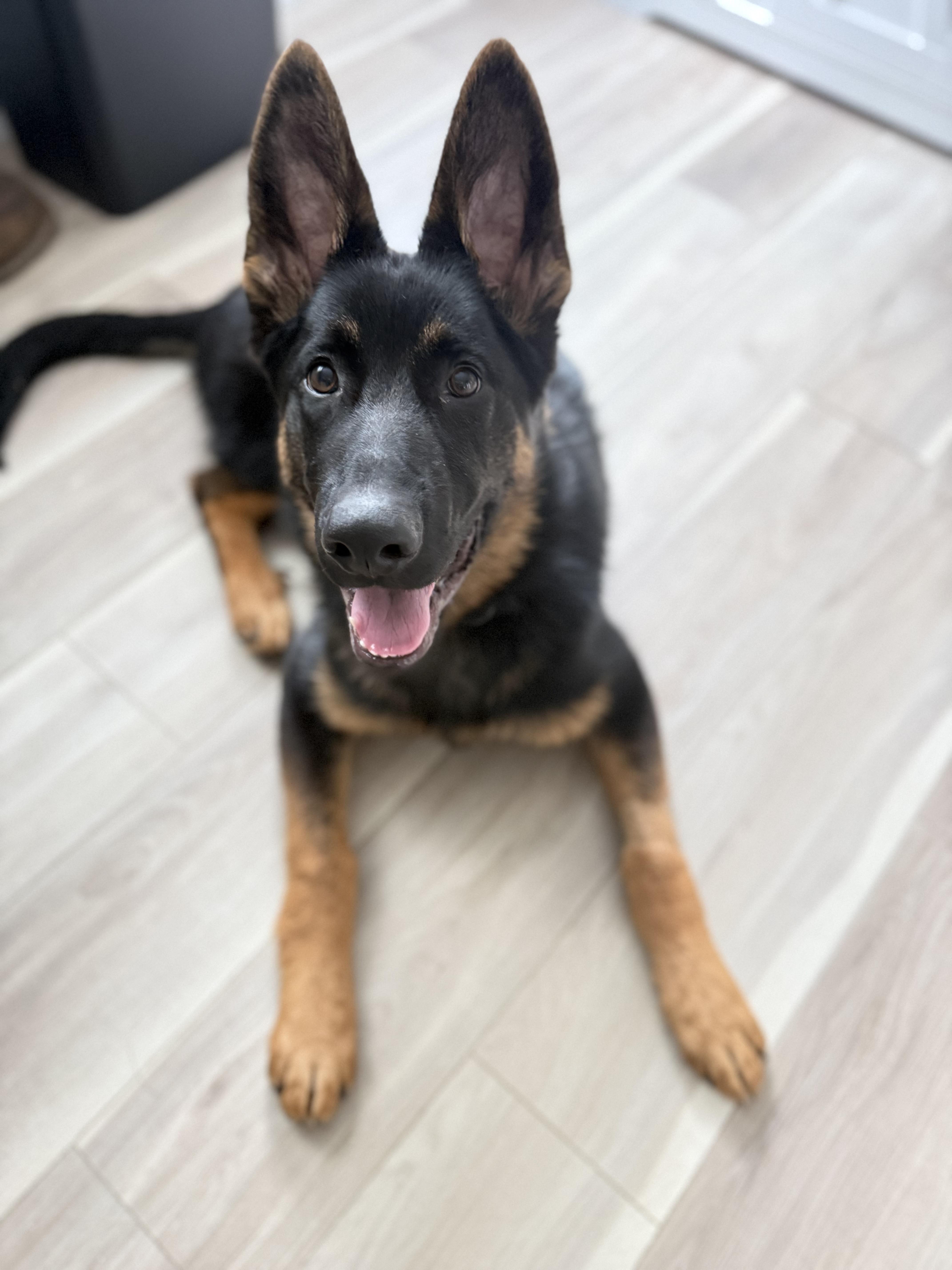 Enlarge Axel, a ADOPTABLE German Shepherd Dog in Nutting Lake, MA image 1/6