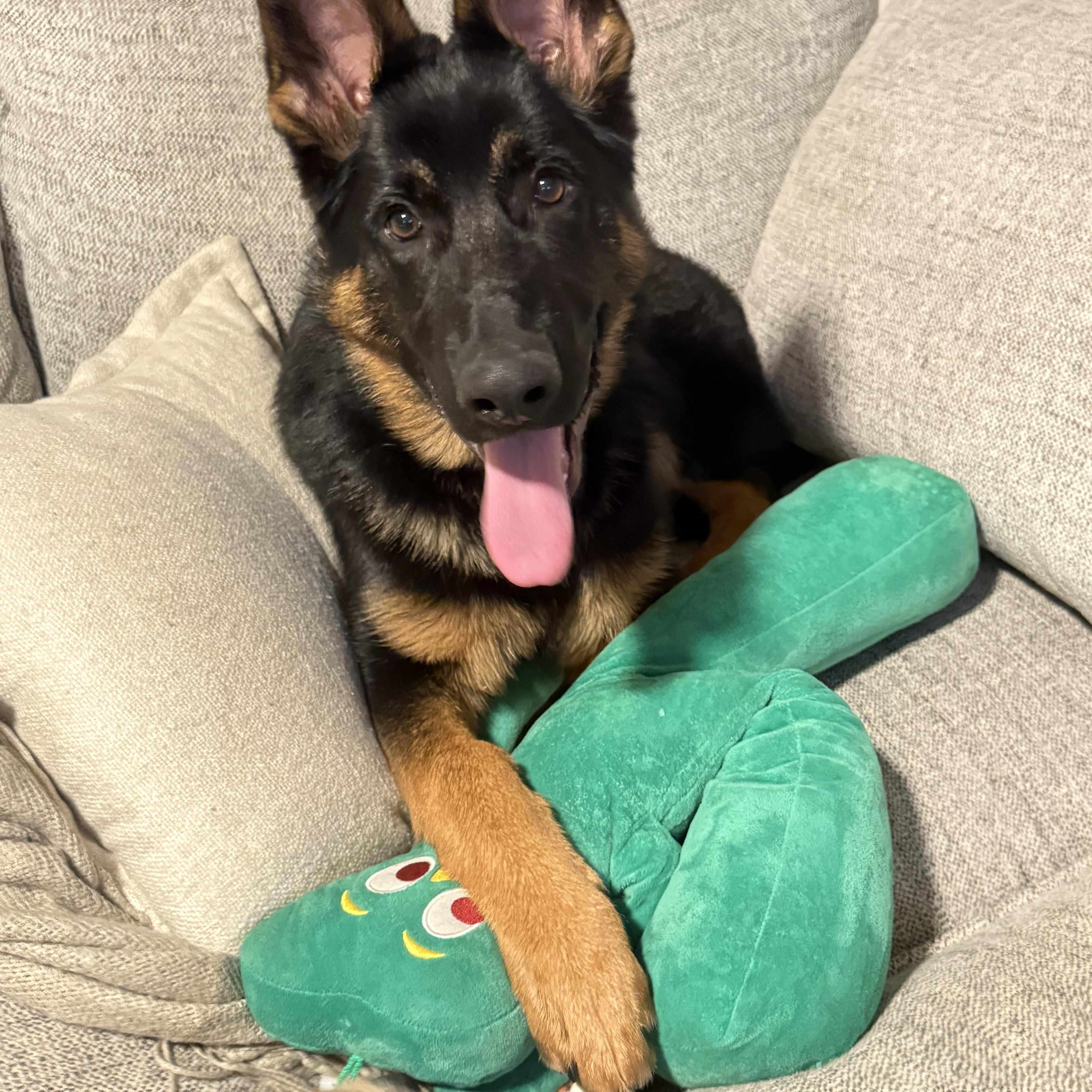 Enlarge Axel, a ADOPTABLE German Shepherd Dog in Nutting Lake, MA image 5/6