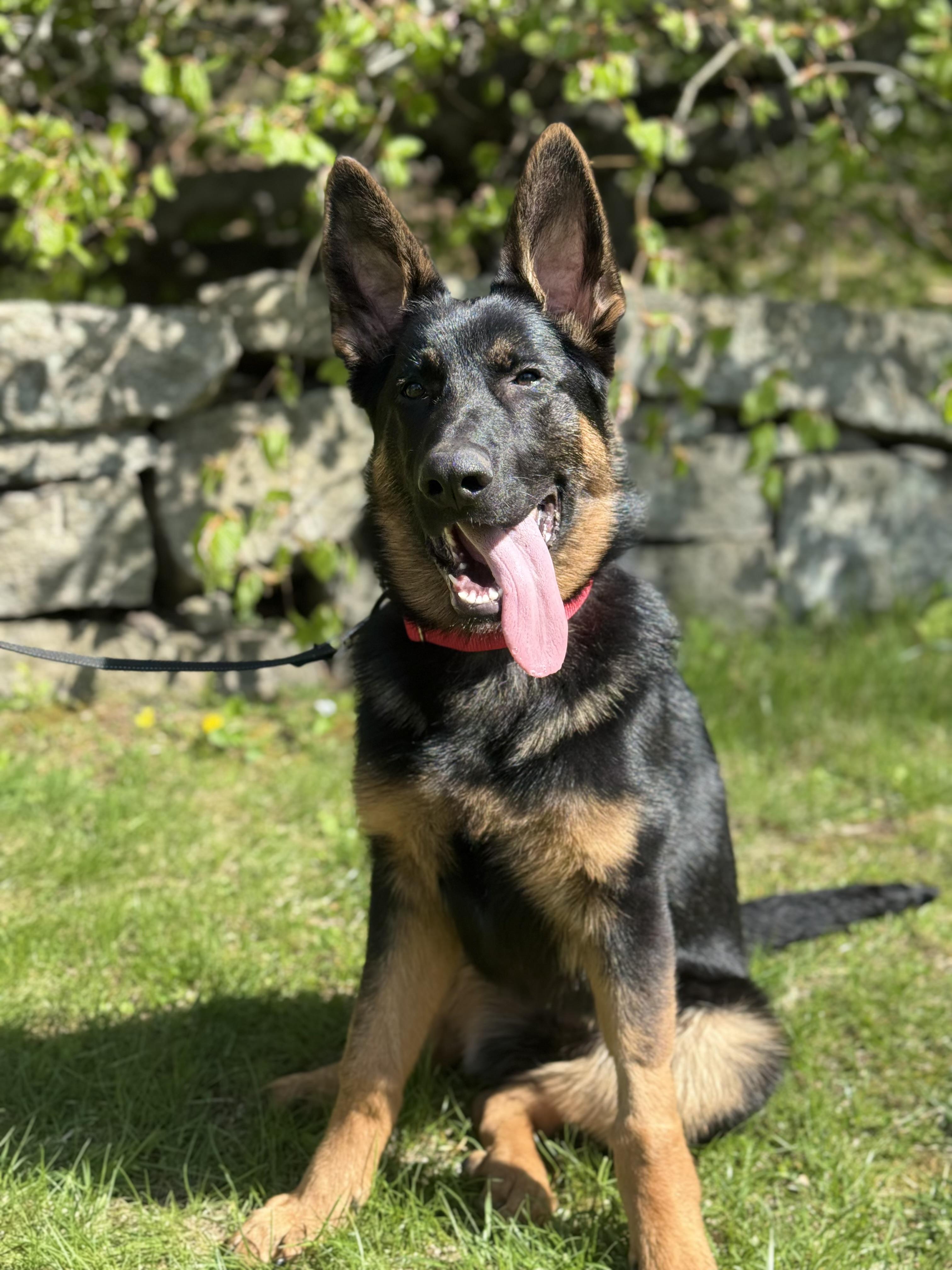 Enlarge Axel, a ADOPTABLE German Shepherd Dog in Nutting Lake, MA image 2/6