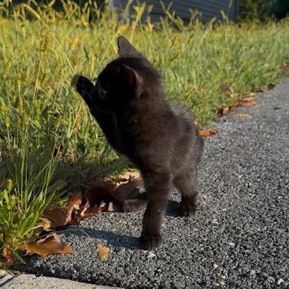 Asher, Adoptable, Kitten Male Domestic Short Hair.