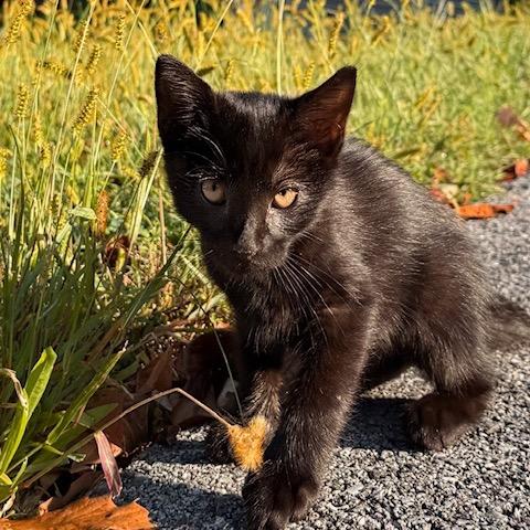 Enlarge Asher, a Adoptable Domestic Short Hair in Silver Spring, MD image 2/4