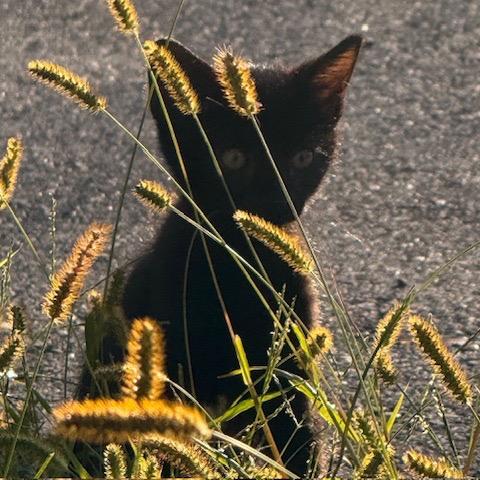 Enlarge Asher, a Adoptable Domestic Short Hair in Silver Spring, MD image 3/4