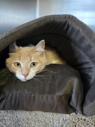 Enlarge Lucy, an adopted Domestic Long Hair in Prineville, OR image 1/1