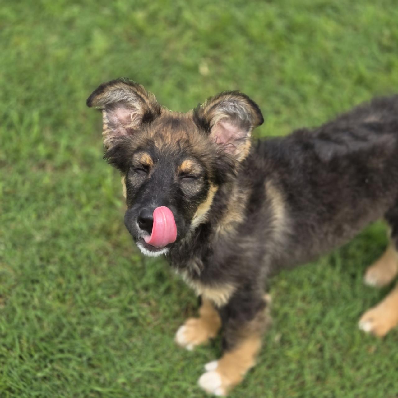 Legend, an adopted mixed breed in Mansfield, TX image 3/4