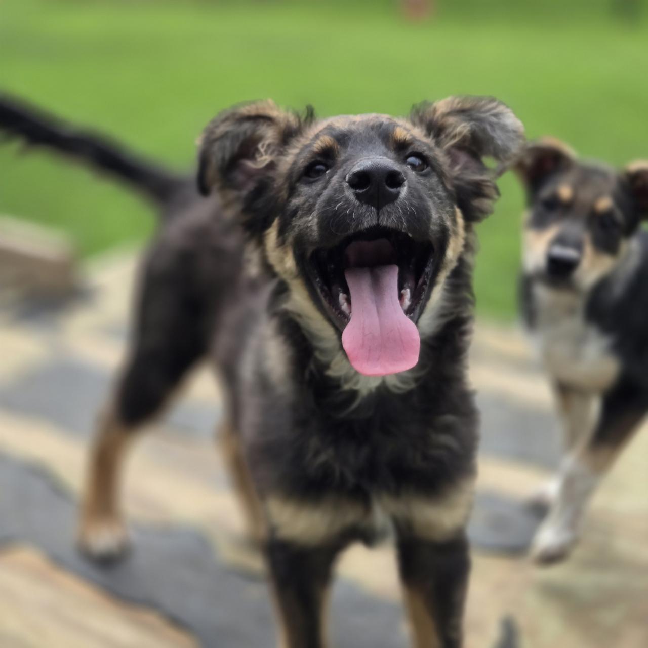 Legend, an adopted mixed breed in Mansfield, TX image 2/4