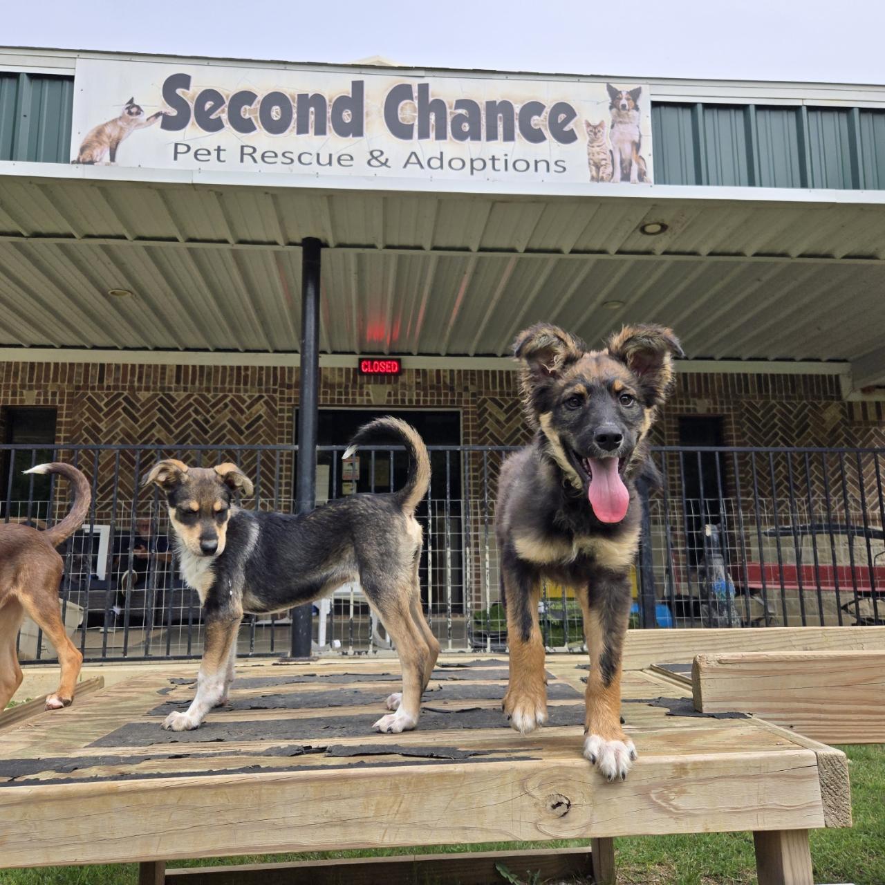 Legend, an adopted mixed breed in Mansfield, TX image 4/4