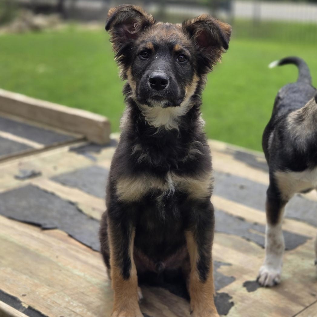 Legend, an adopted mixed breed in Mansfield, TX image 1/4