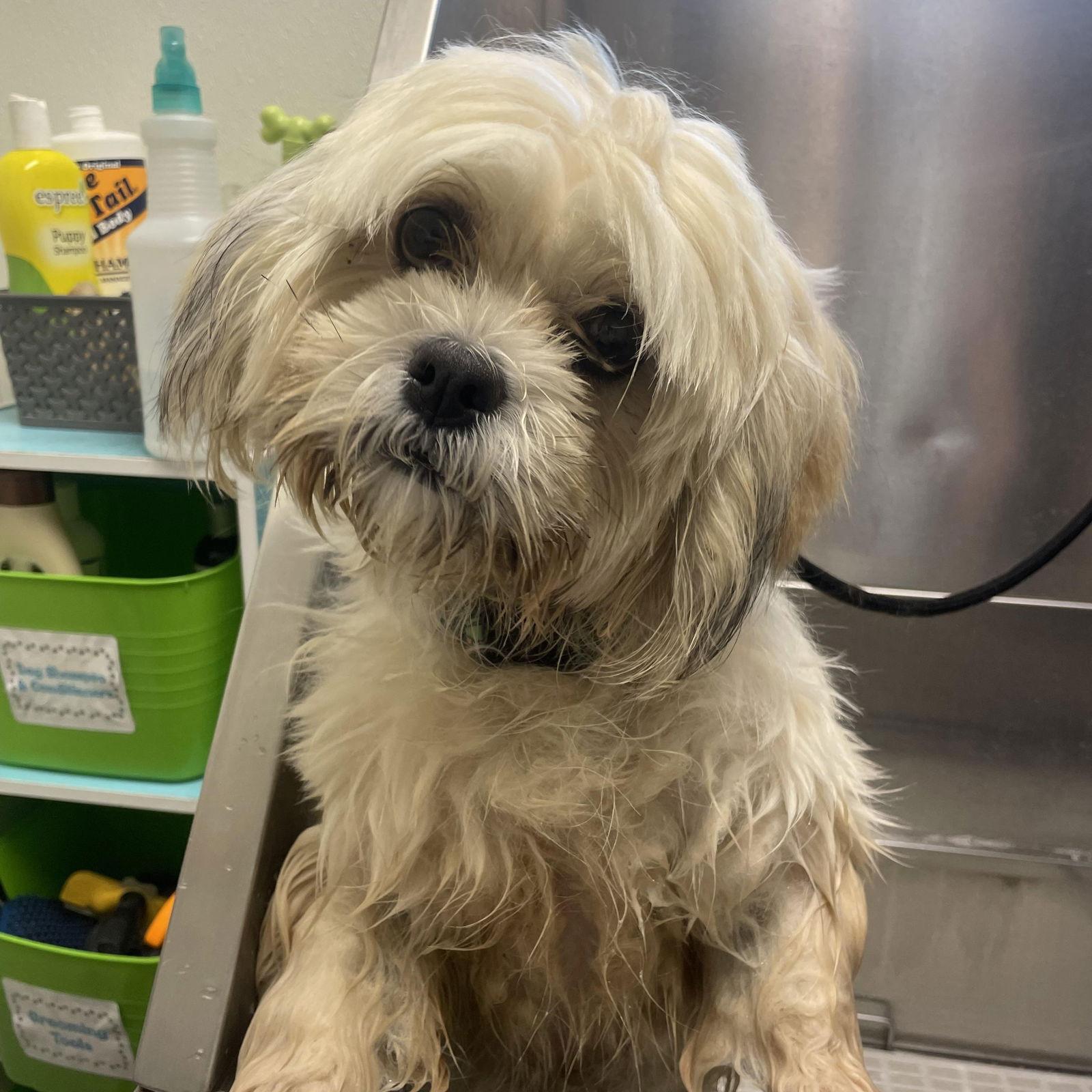 Enlarge Toby, an adopted Lhasa Apso in Pottstown, PA image 1/2