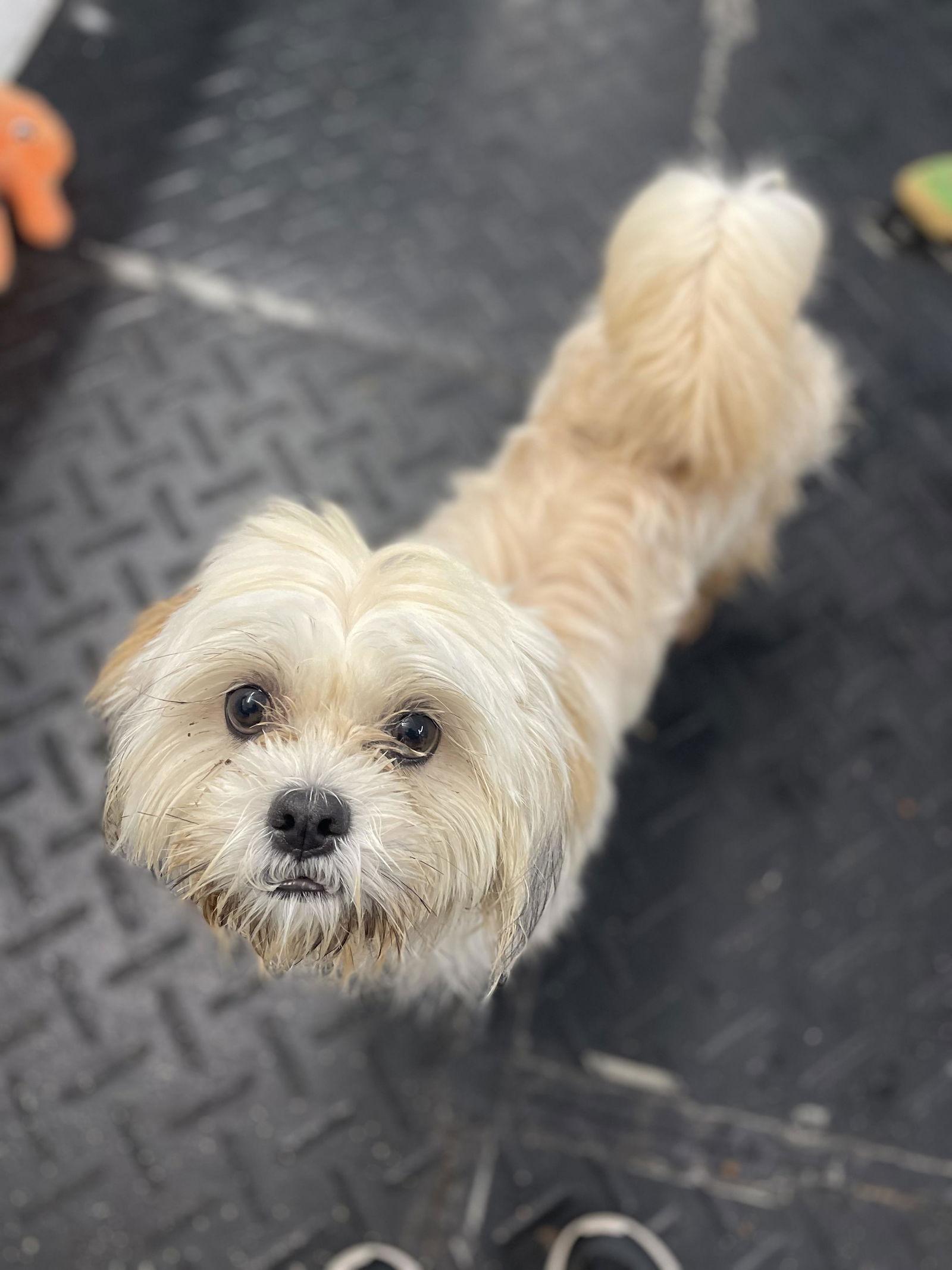 Enlarge Toby, an adopted Lhasa Apso in Pottstown, PA image 2/2
