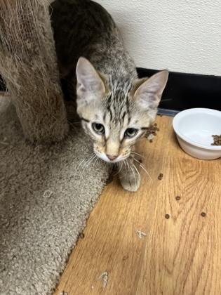 Enlarge John Boy 52590, a ADOPTABLE Domestic Short Hair in Oklahoma City, OK image 1/1