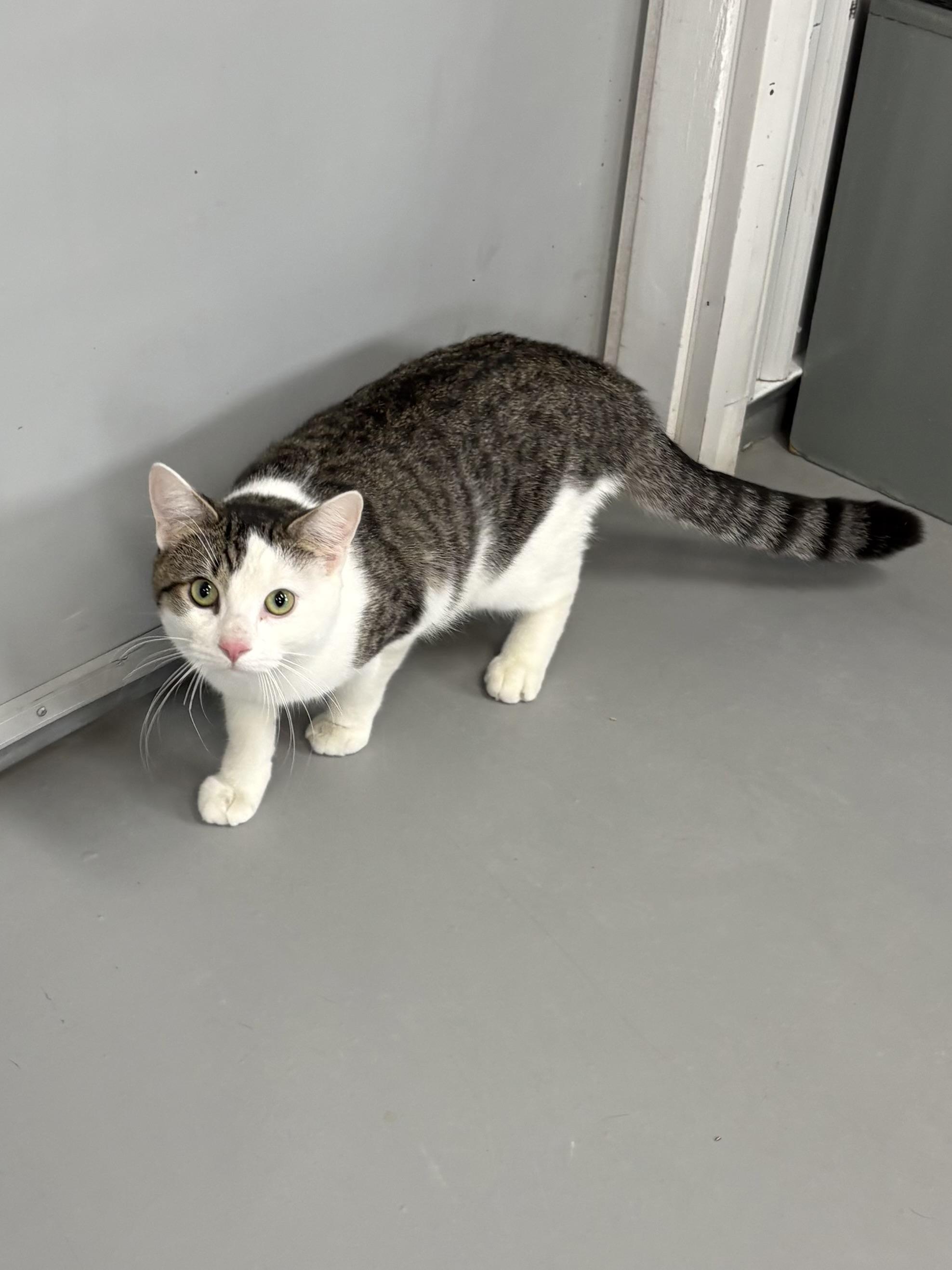 Enlarge Zorro, a ADOPTABLE American Shorthair in Big Rapids, MI image 3/4