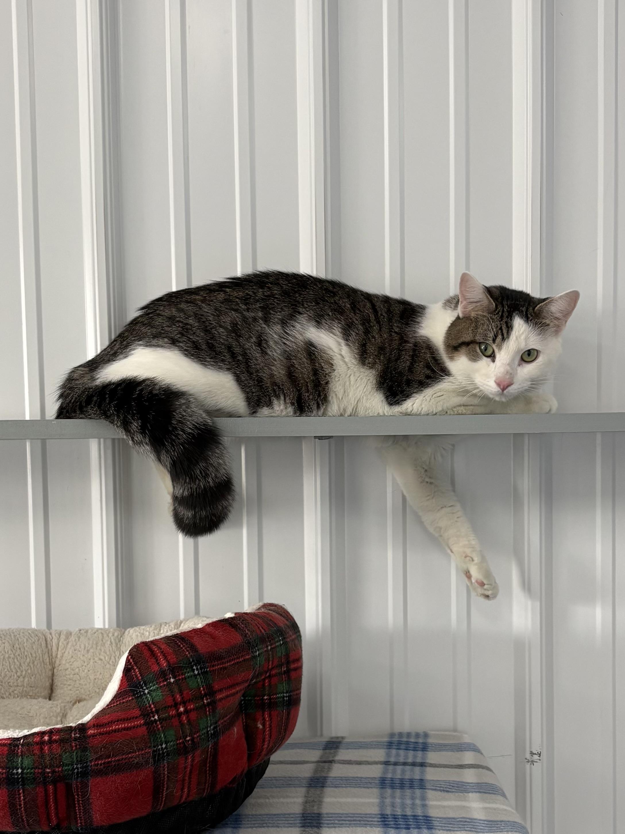 Enlarge Zorro, a ADOPTABLE American Shorthair in Big Rapids, MI image 2/4