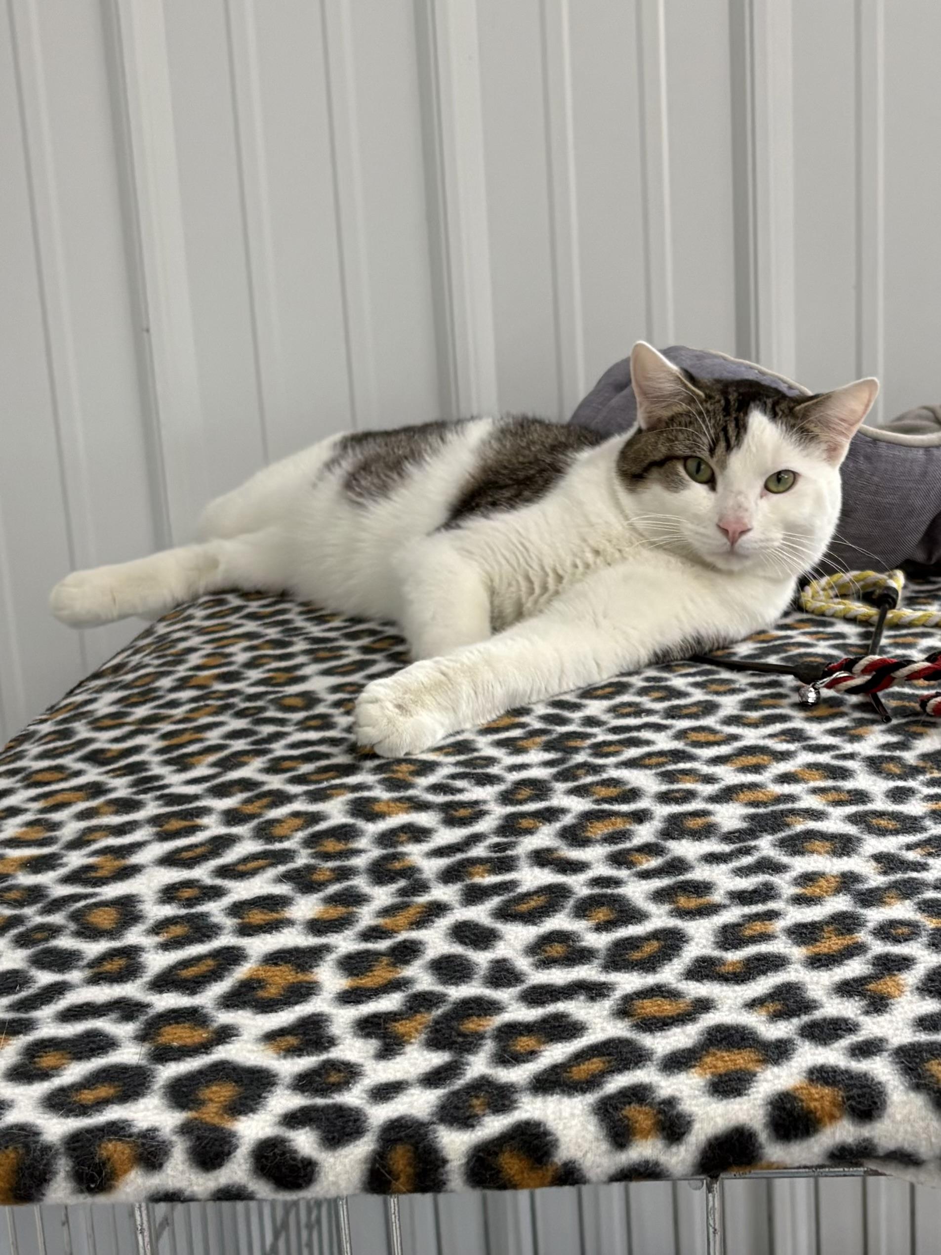 Enlarge Zorro, a ADOPTABLE American Shorthair in Big Rapids, MI image 1/4