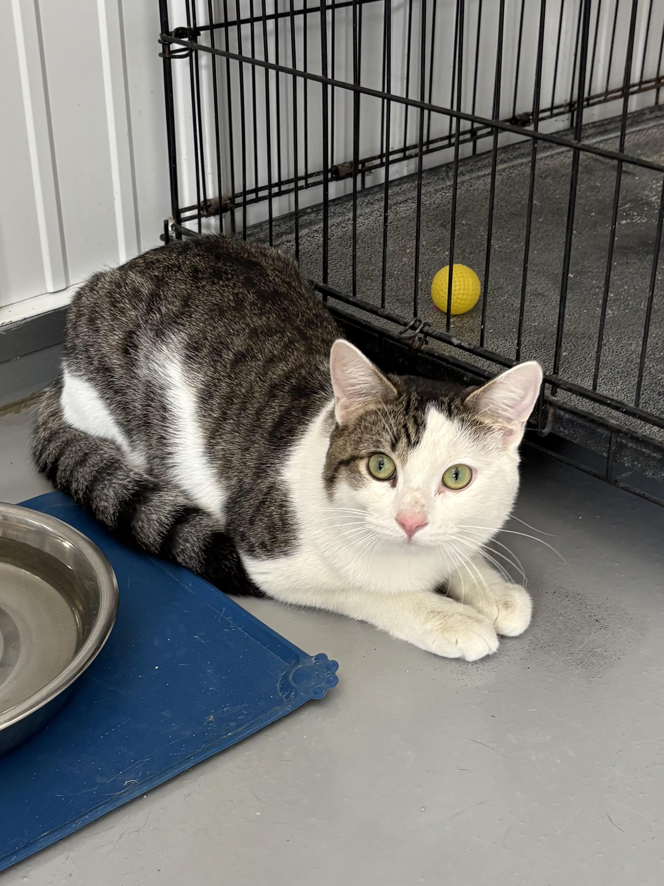 Enlarge Zorro, a ADOPTABLE American Shorthair in Big Rapids, MI image 4/4