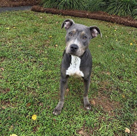 Havana, ADOPTABLE, Puppy Female Pit Bull Terrier.