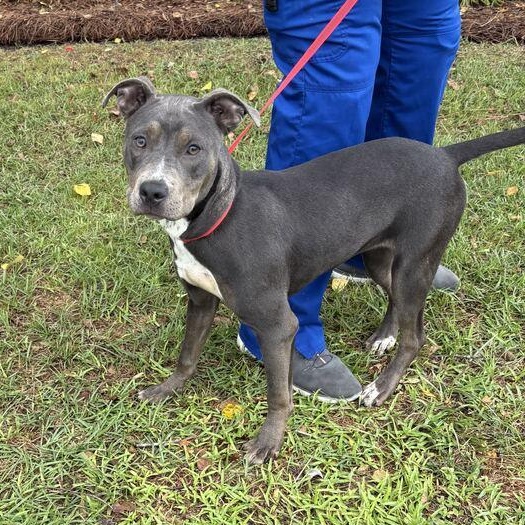 Enlarge Havana, a ADOPTABLE mixed breed in Valdosta, GA image 2/3