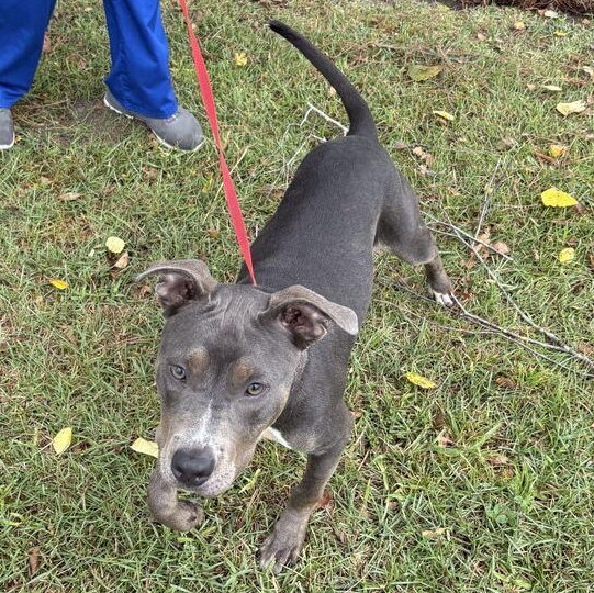 Enlarge Havana, a ADOPTABLE mixed breed in Valdosta, GA image 3/3