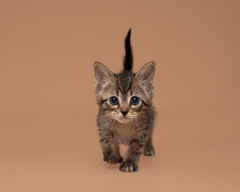 Runaway, Adoptable, Adult Female Domestic Short Hair.