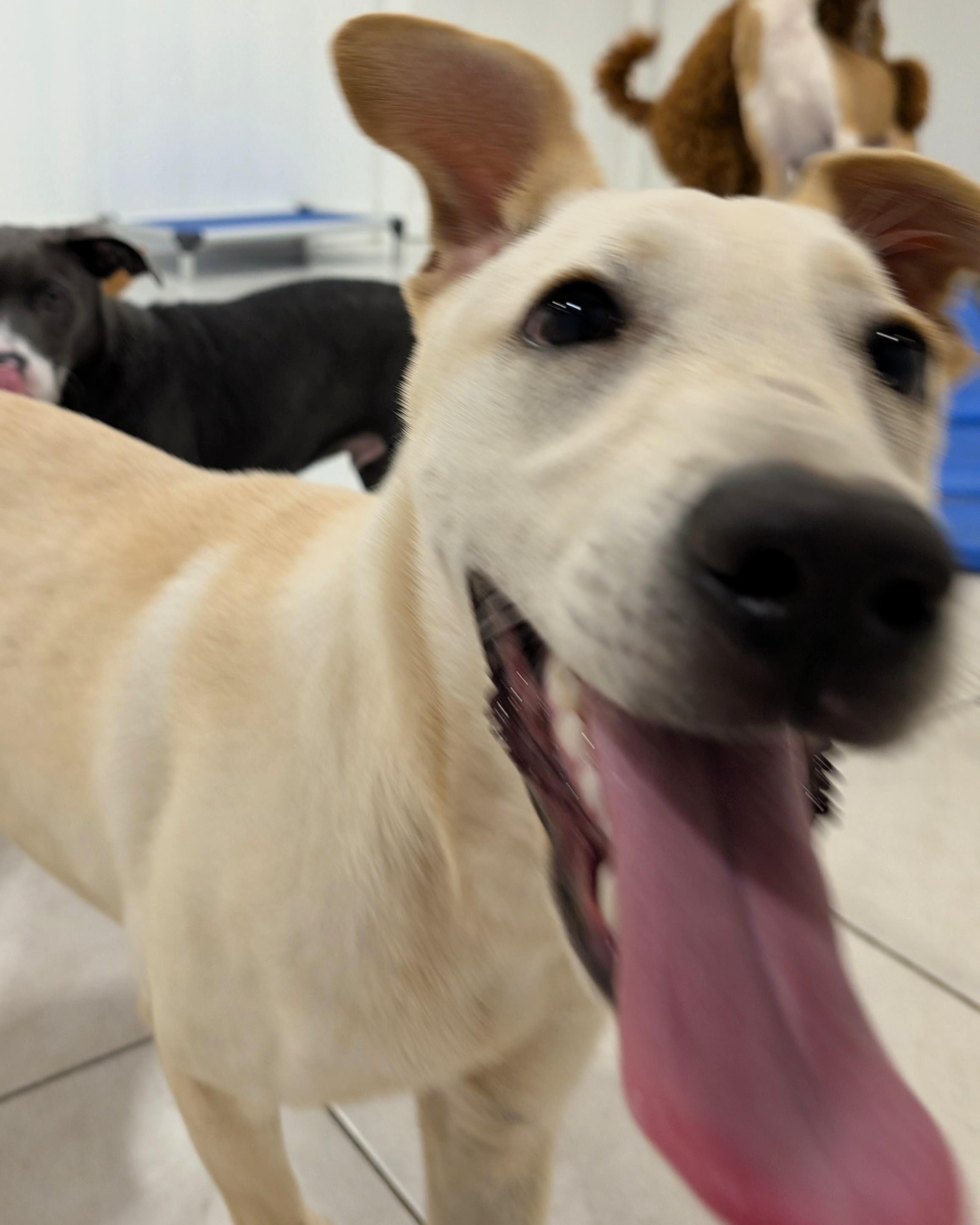 Enlarge Krypto, a Adoptable Retriever in Houston, TX image 3/5