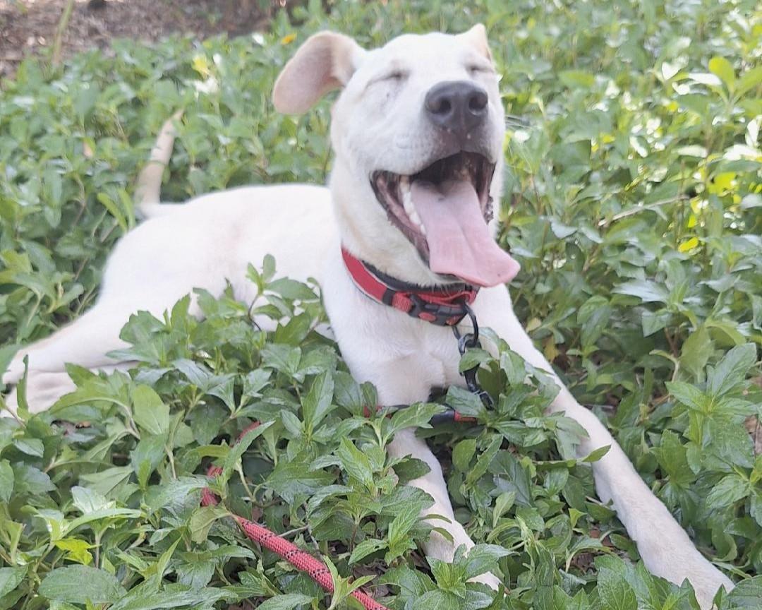 Enlarge Krypto, a Adoptable Retriever in Houston, TX image 2/5
